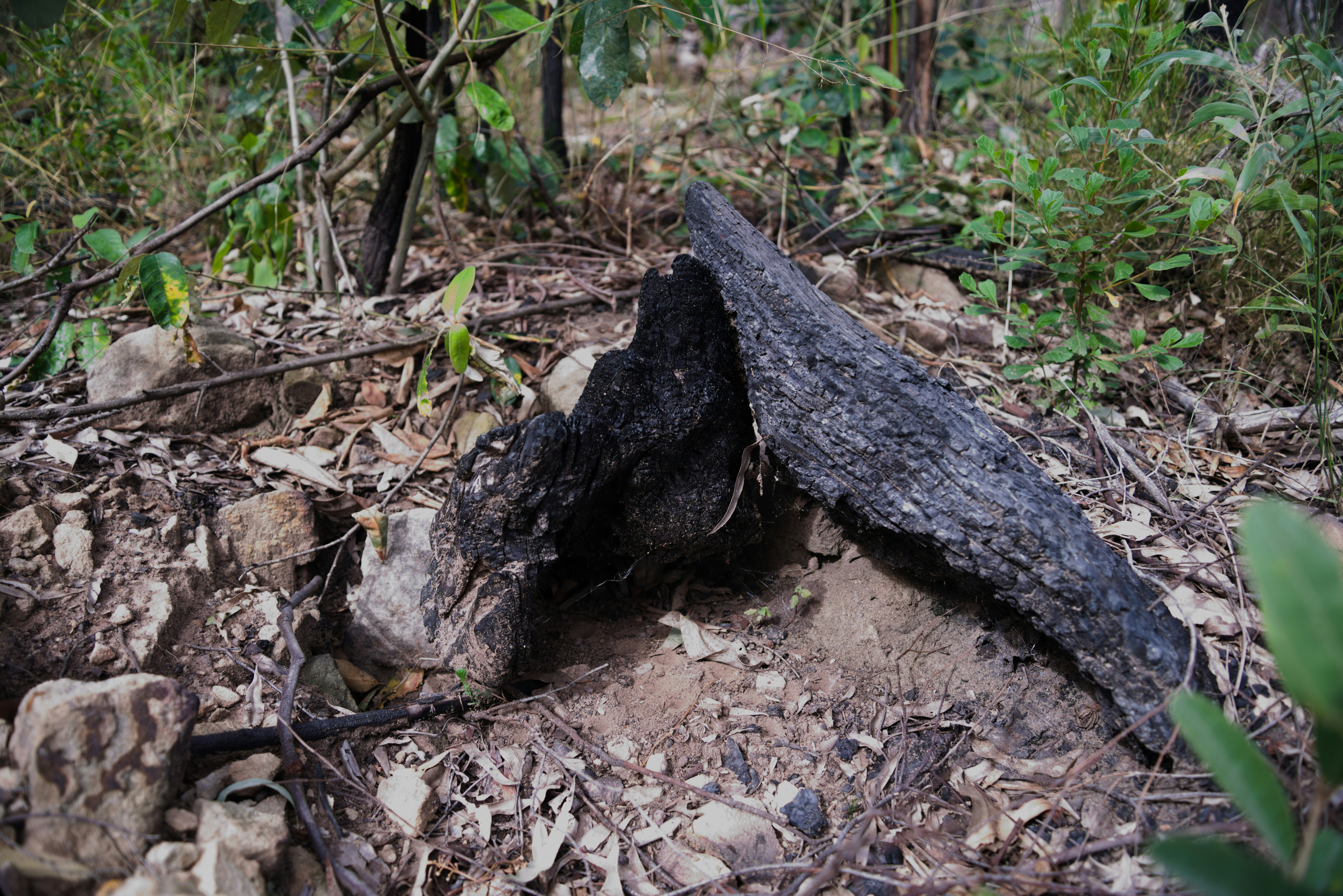 Um grande pedaço de madeira sentado em cima de um chão de floresta