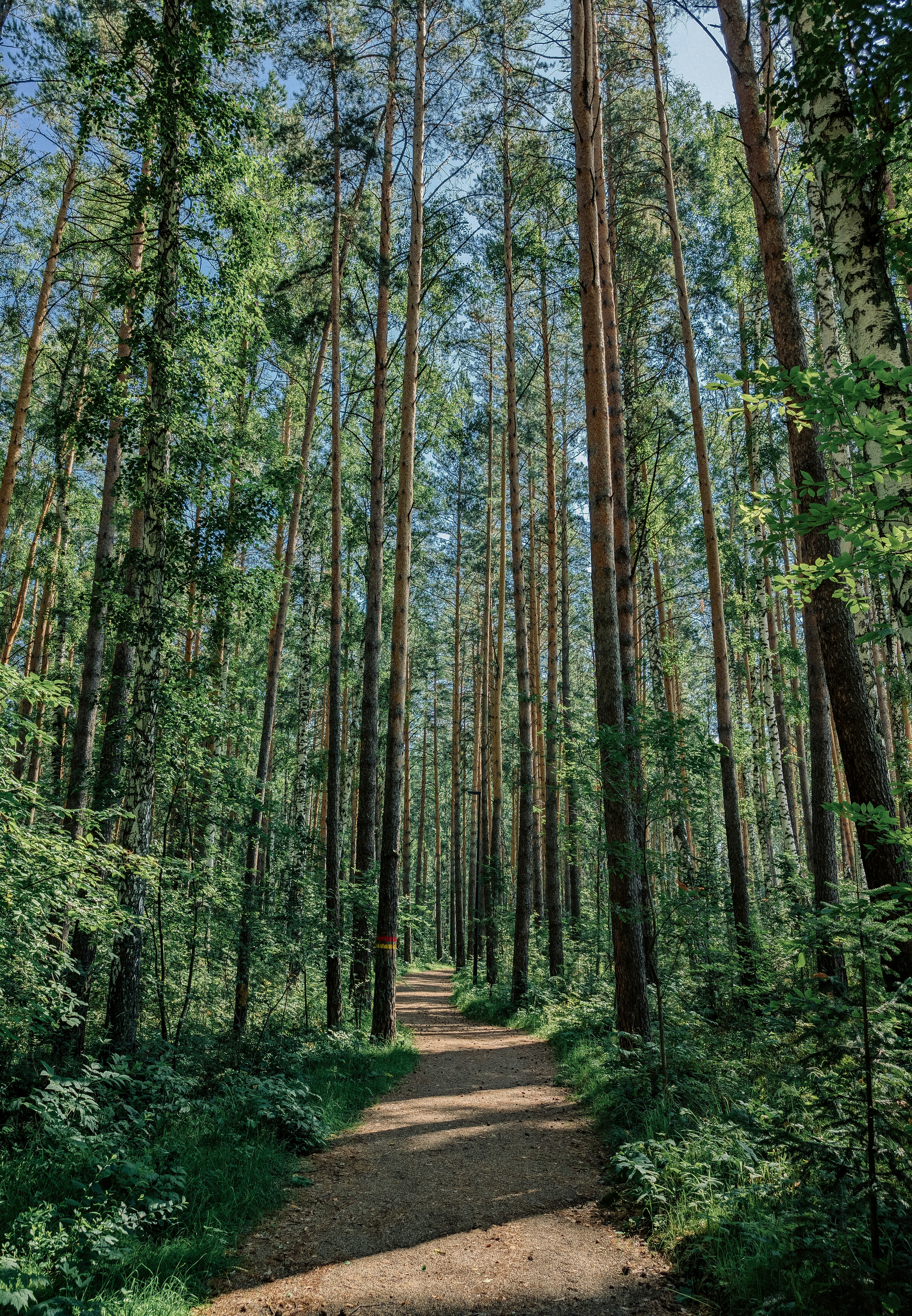 Um caminho de terra no meio de uma floresta