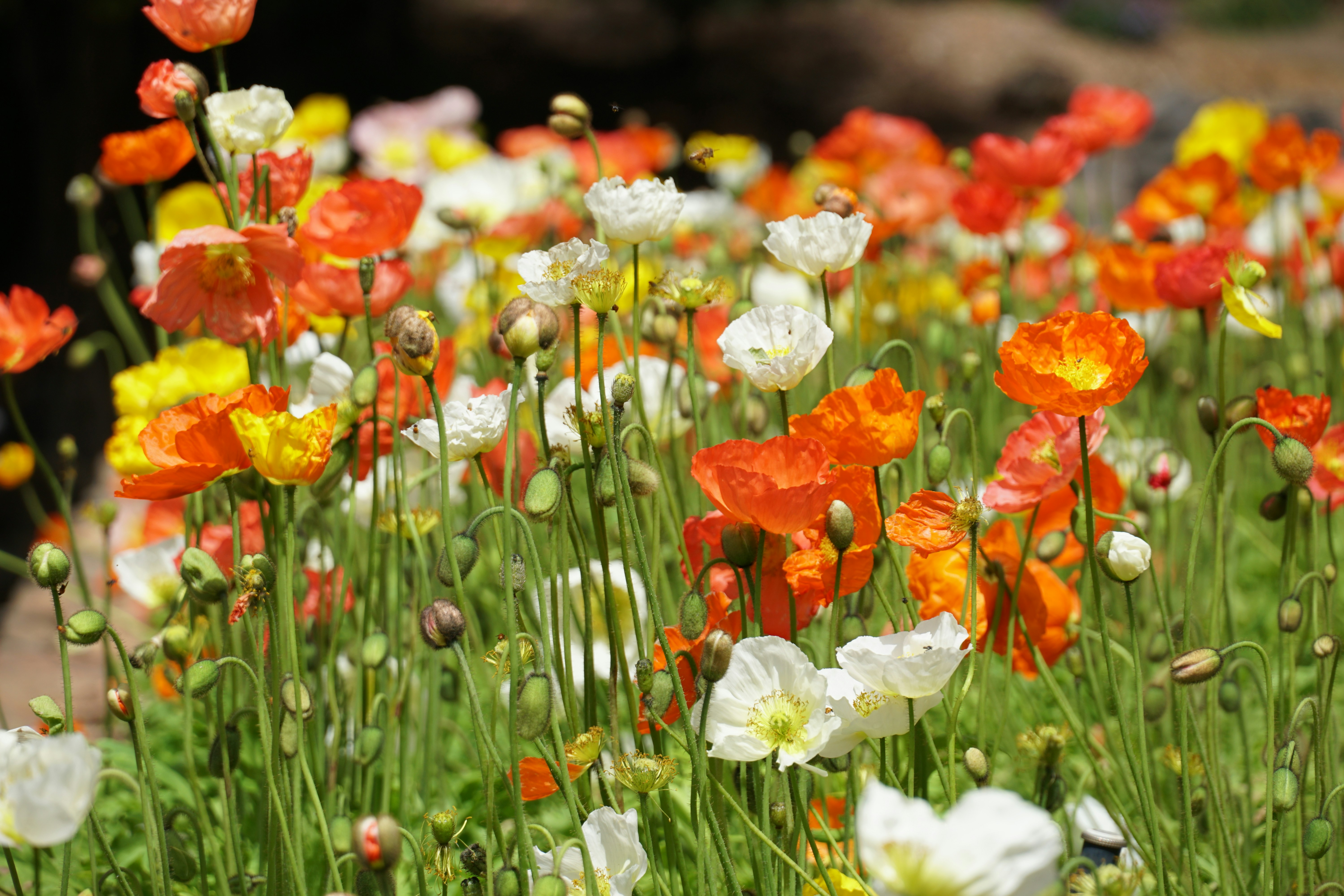 Photo by qld_traveller