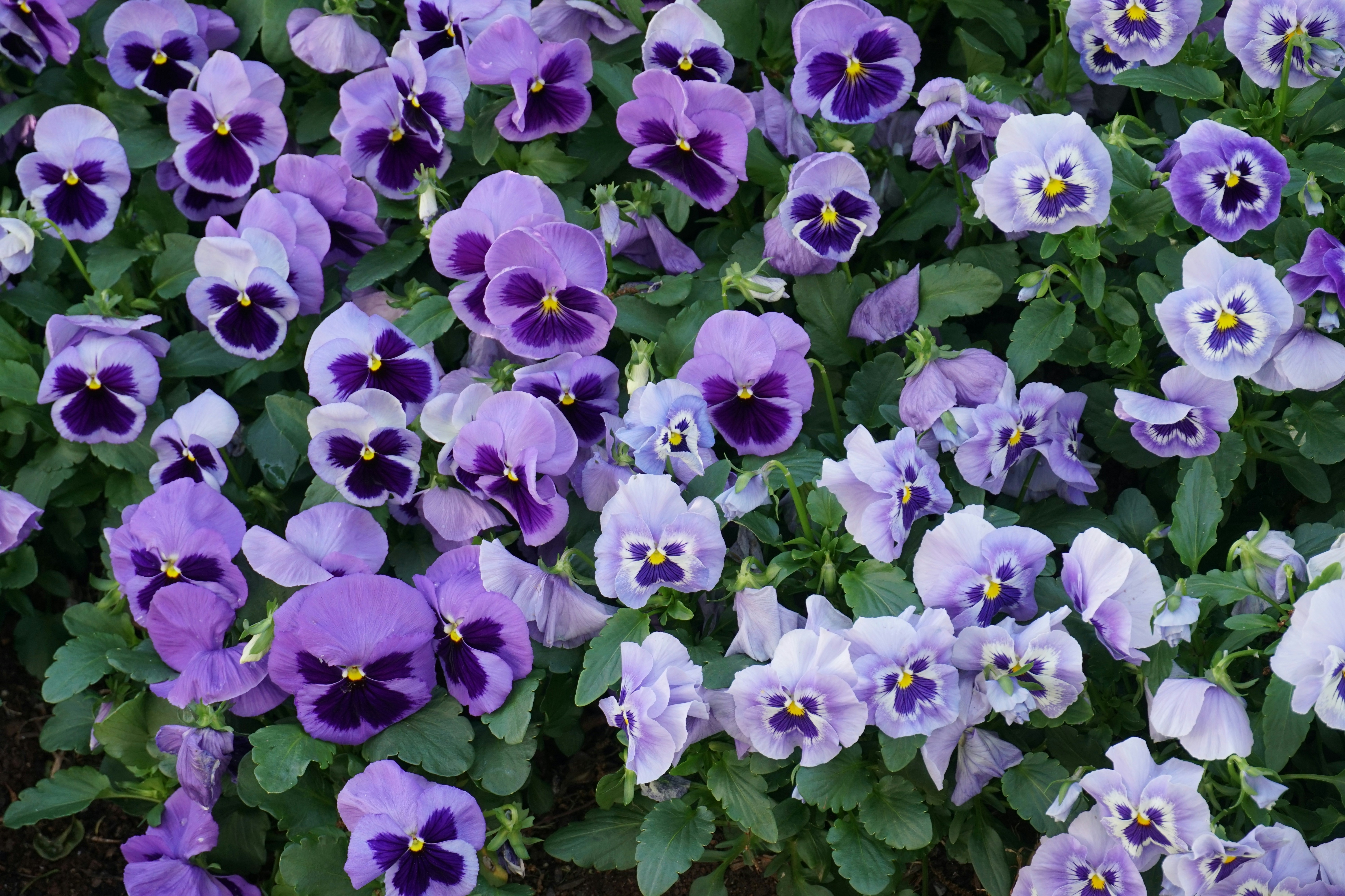 Photo by qld_traveller