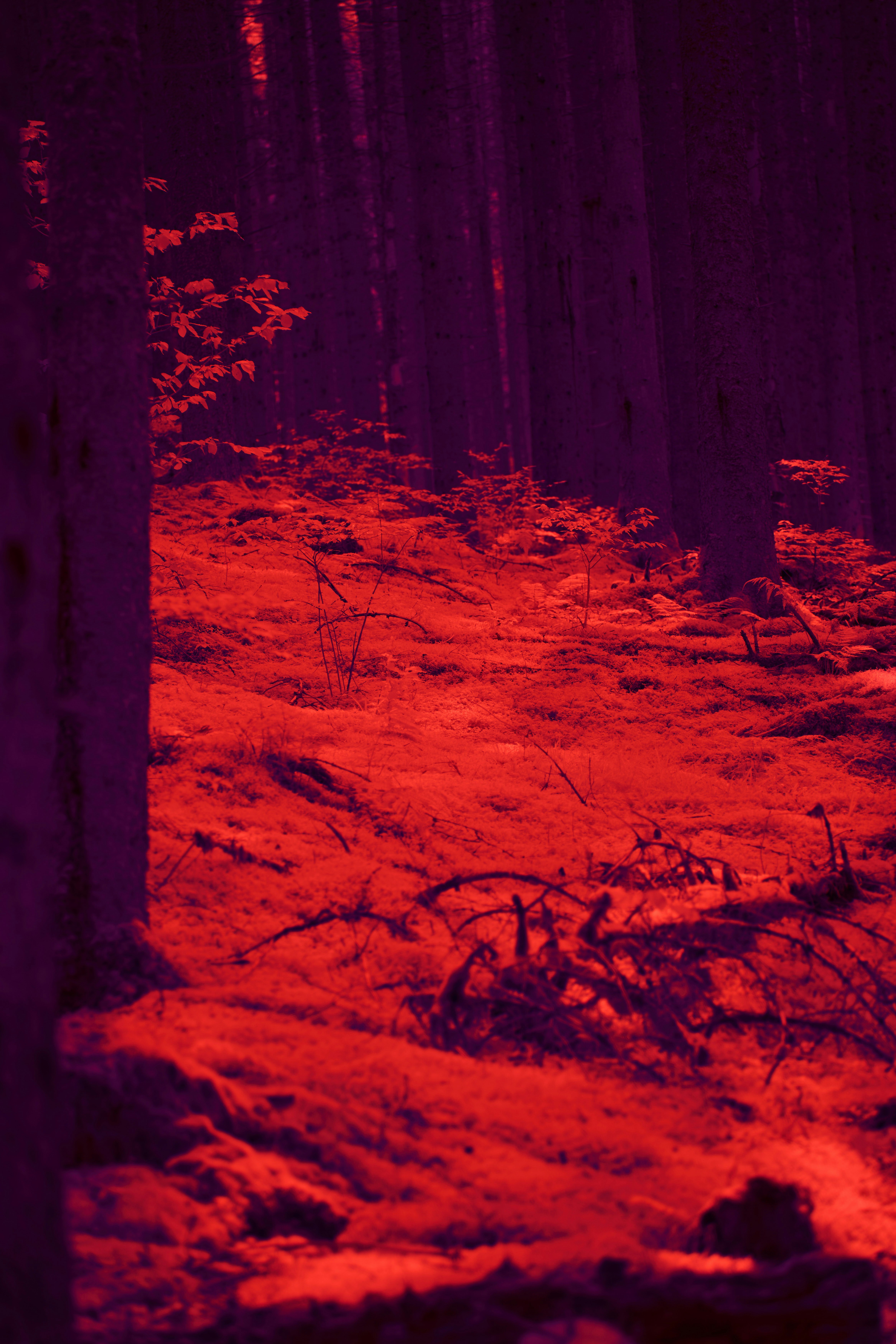 Photo by wolfgang_hasselmann