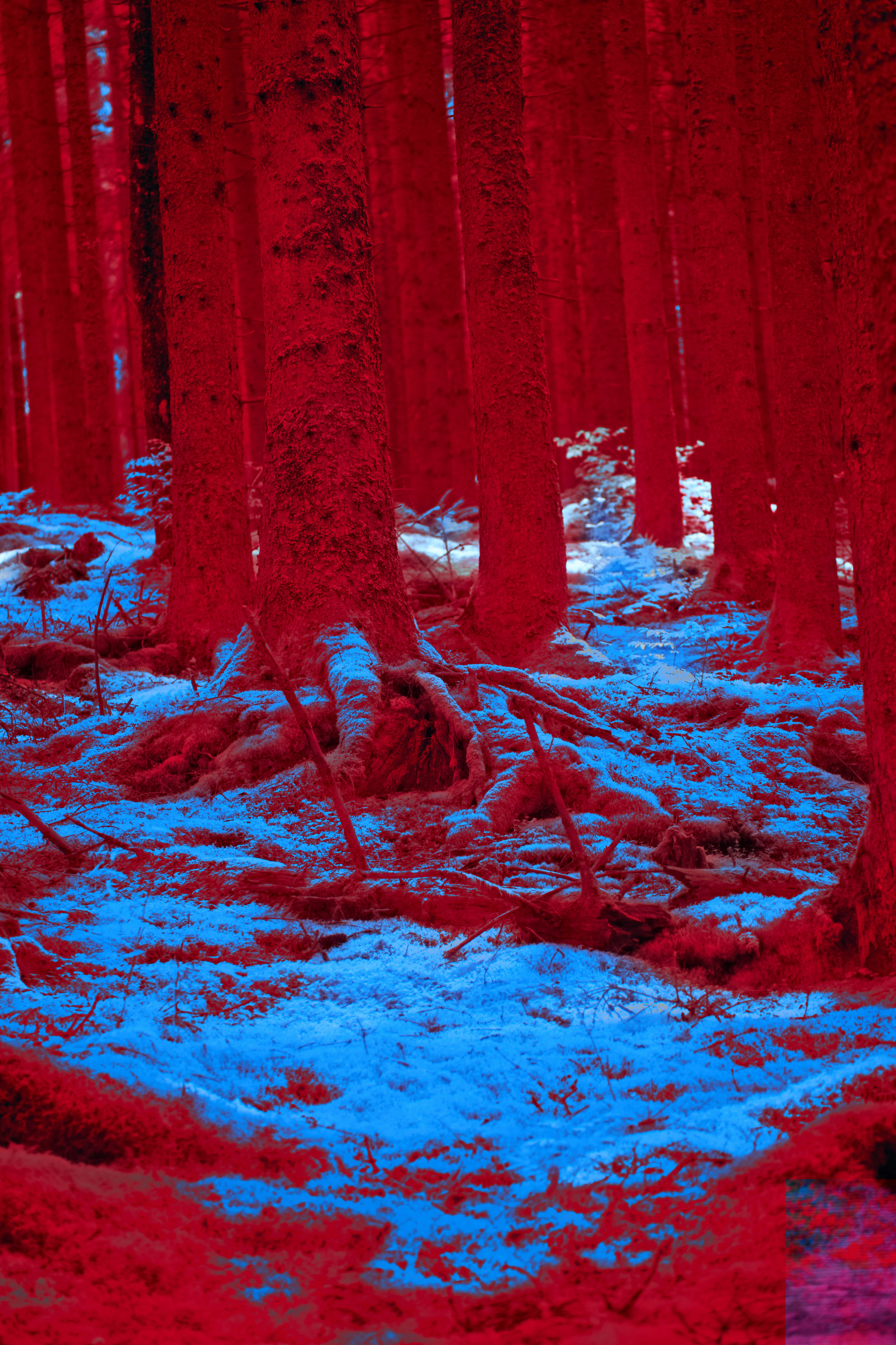 Photo by wolfgang_hasselmann