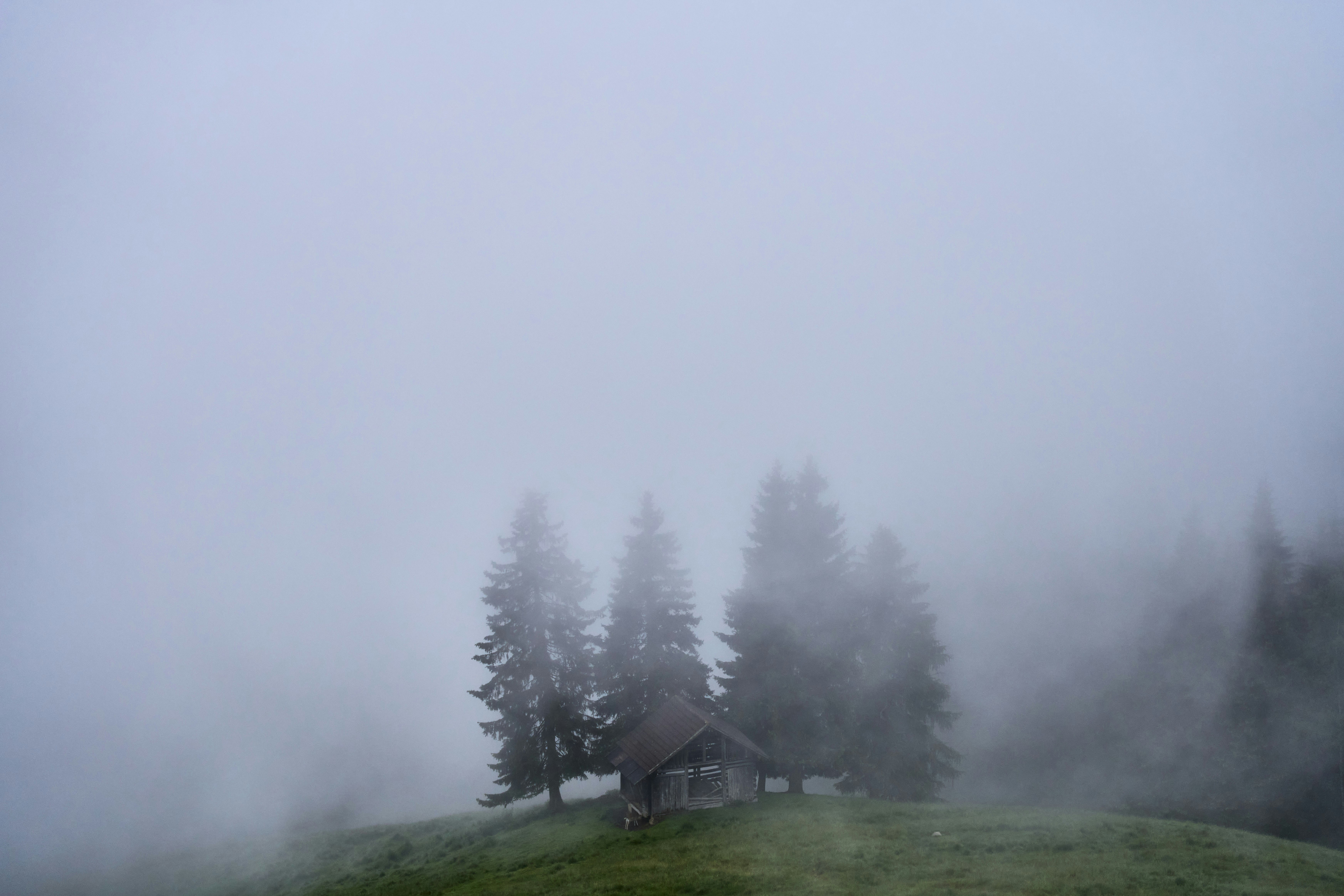 Photo by wolfgang_hasselmann