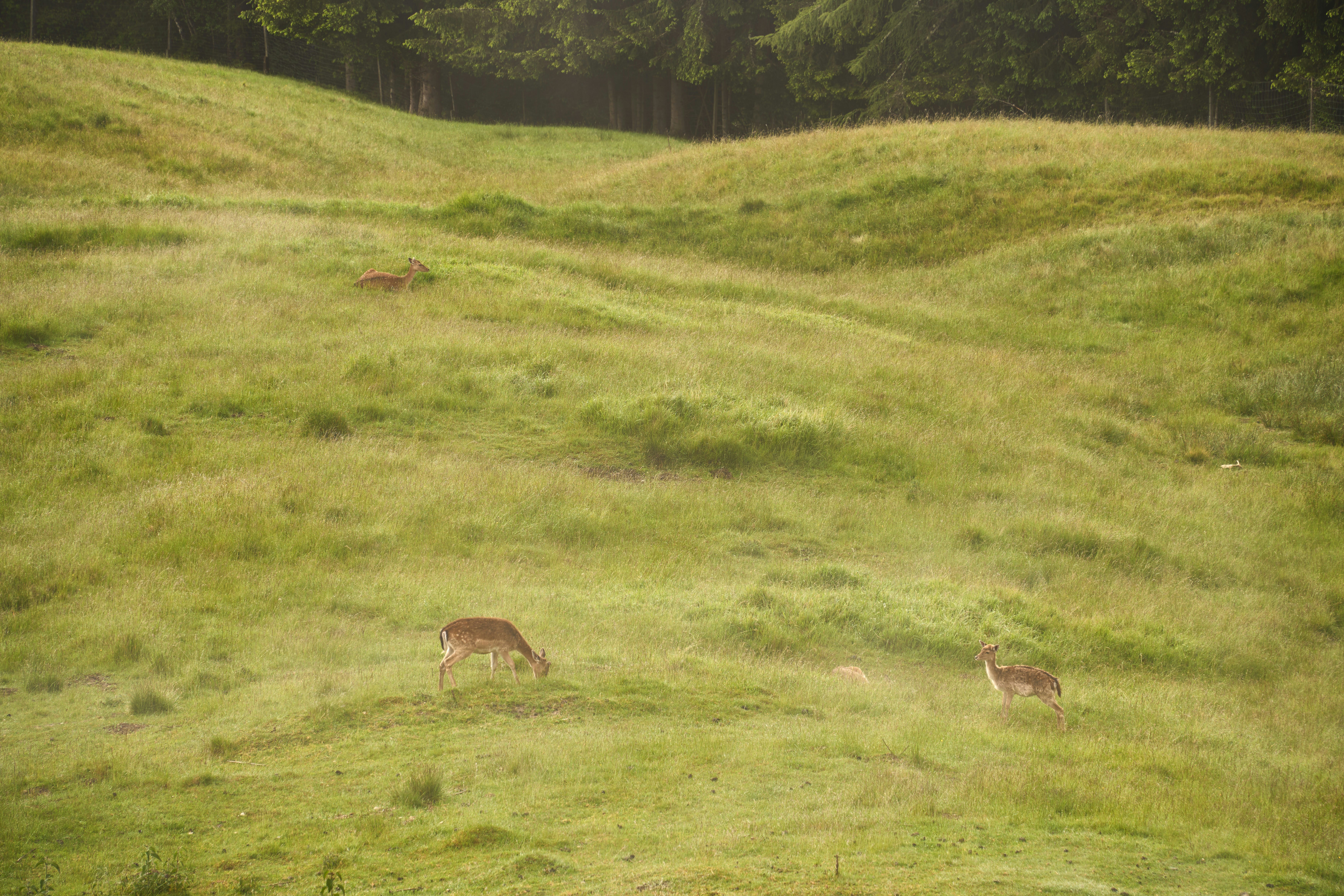 Photo by wolfgang_hasselmann