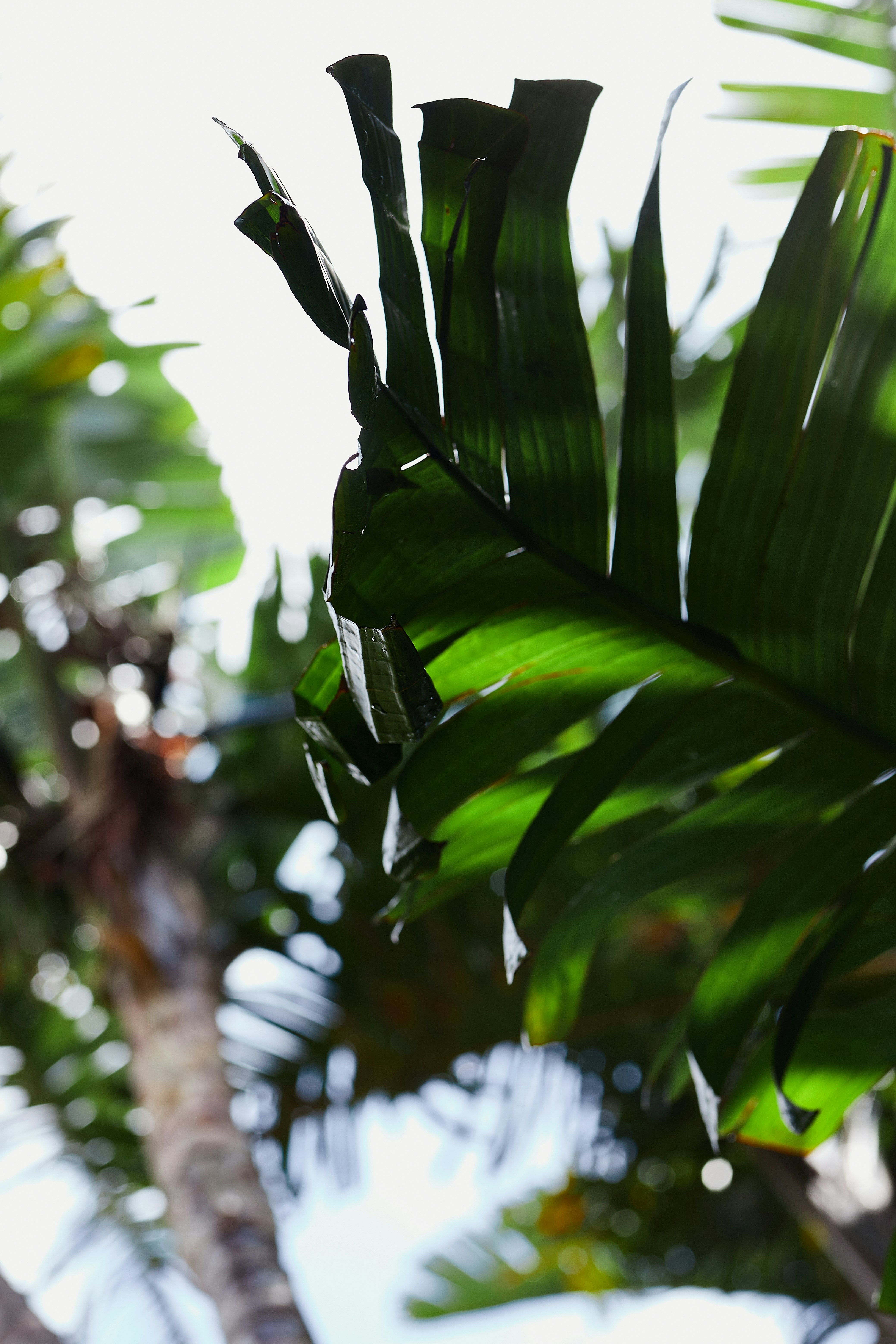 A close up of a palm tree with lots of leaves