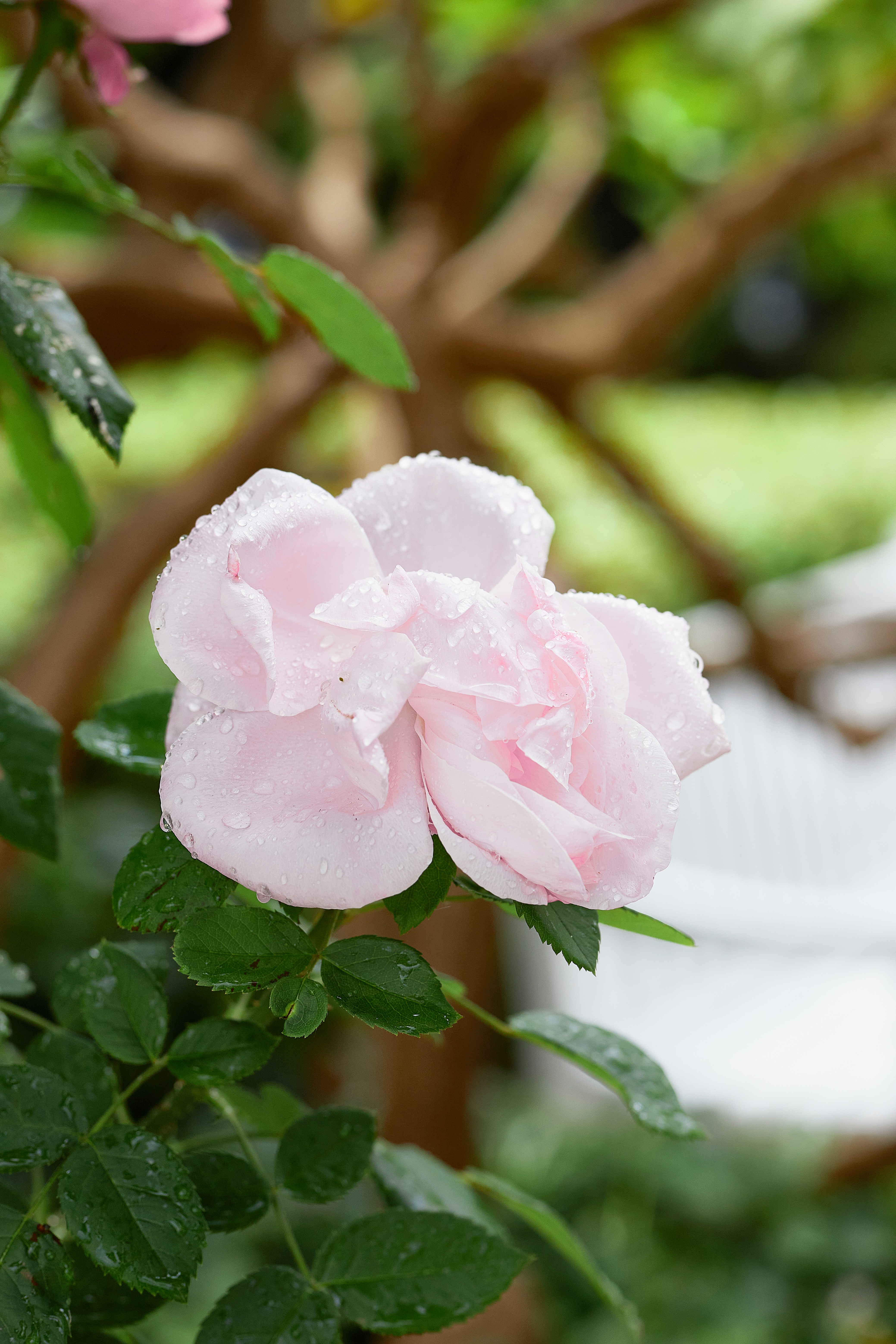 A pink flower with water droplets on it