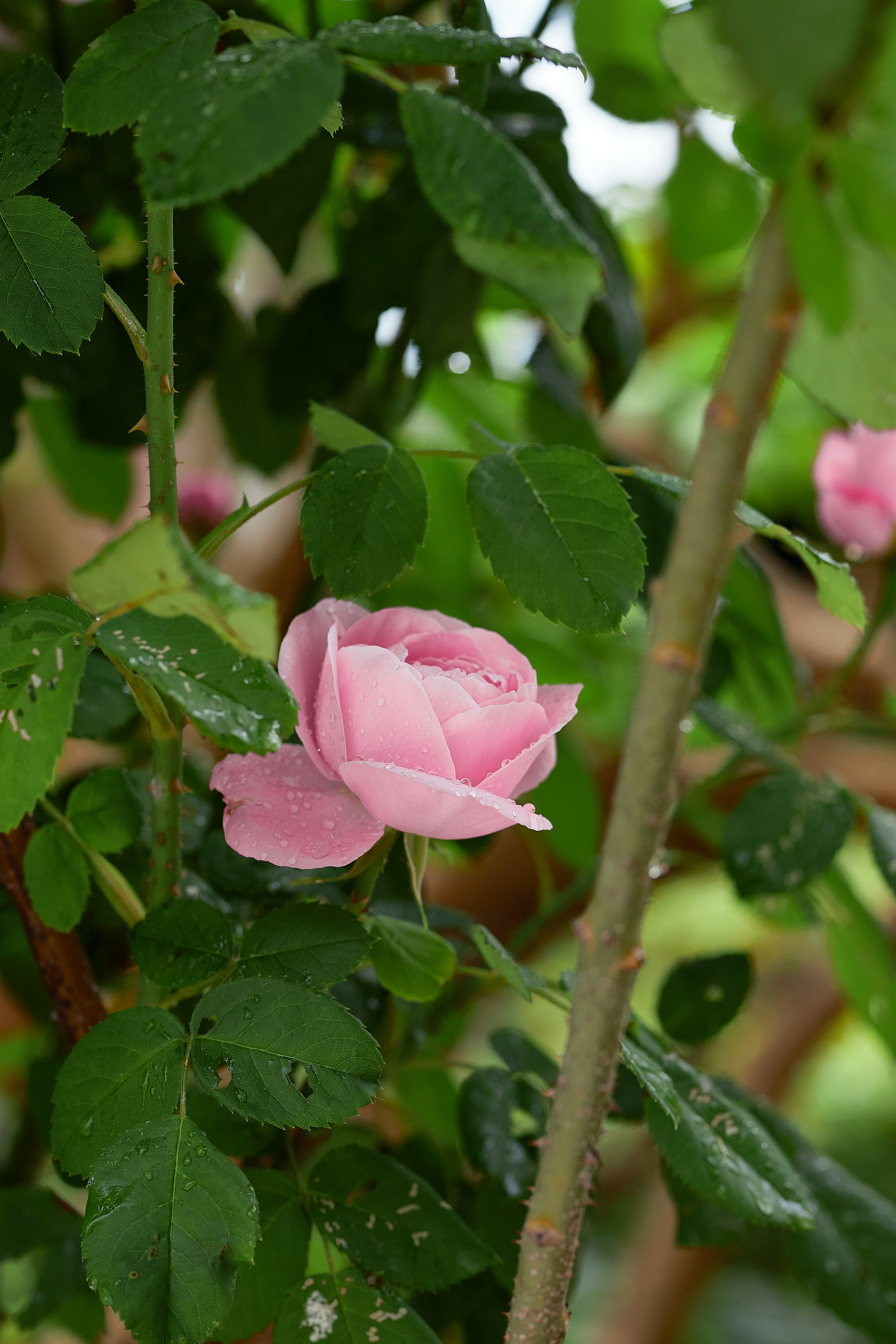 A pink rose blooming on a tree in the rain