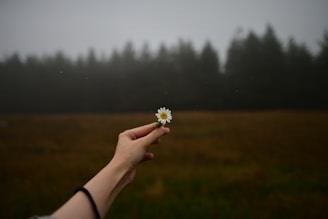 A person holding a flower in a field