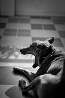 A dog laying on the floor yawning