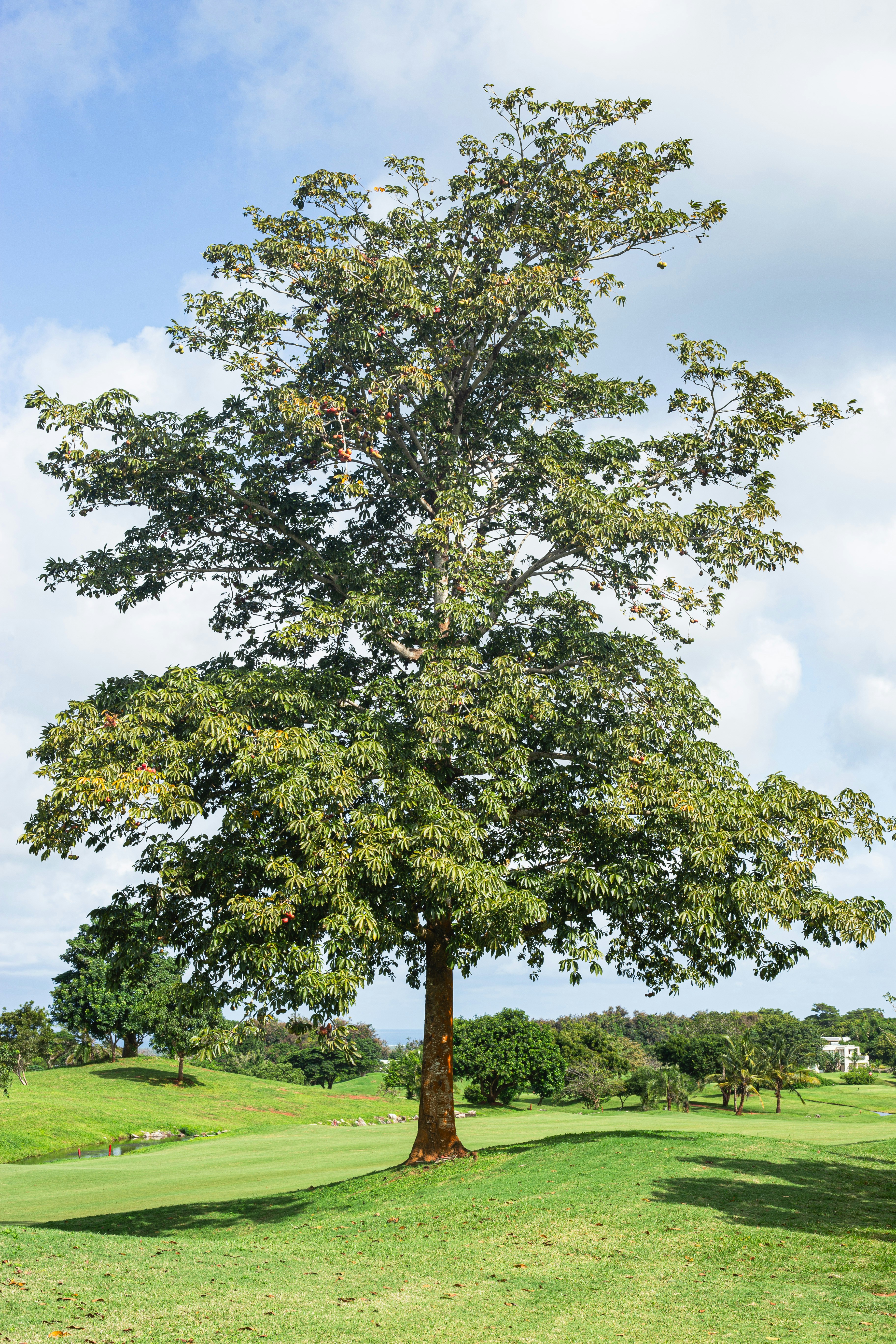 Un grand arbre au milieu d’un champ verdoyant