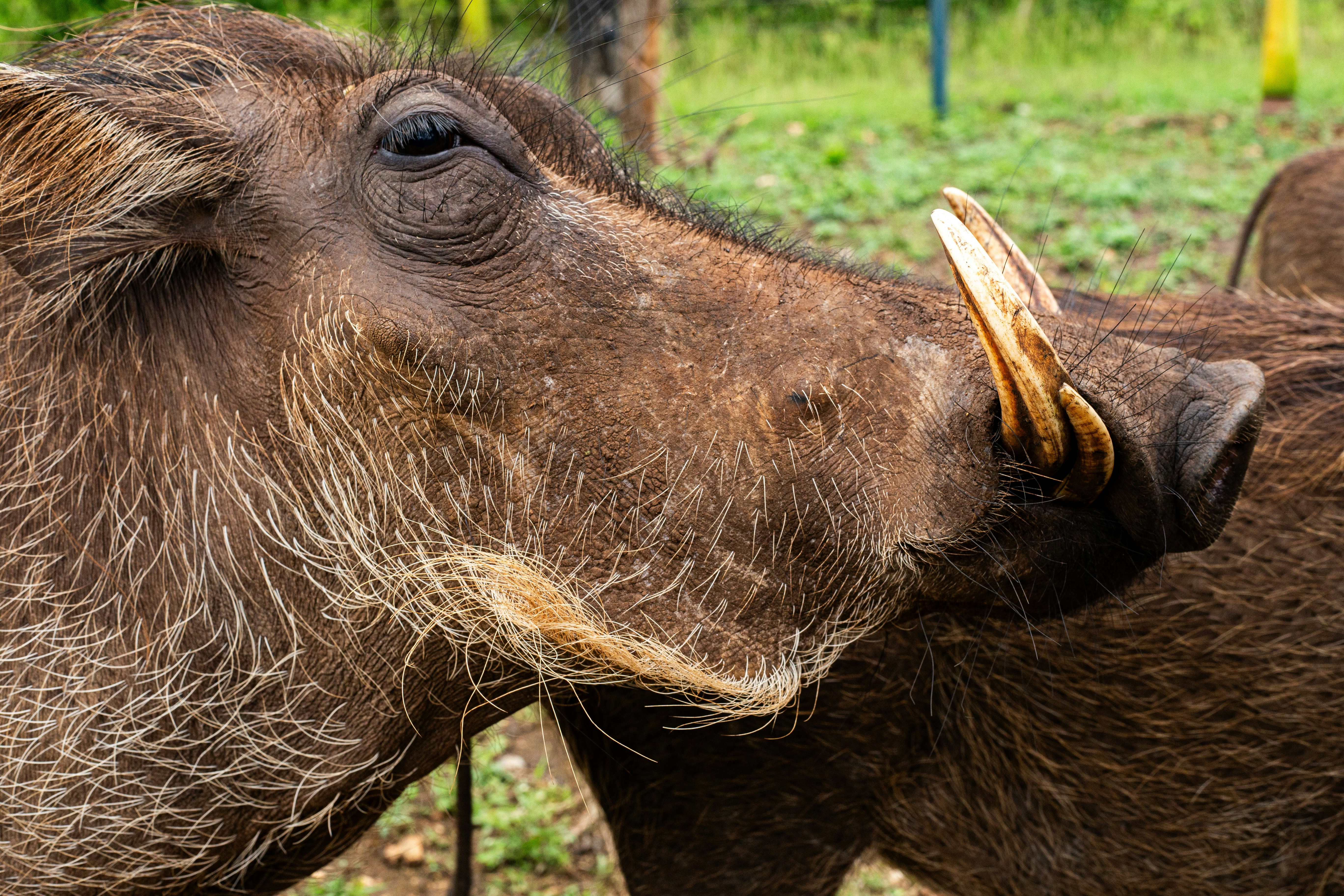 Un couple d’animaux qui se tiennent dans l’herbe