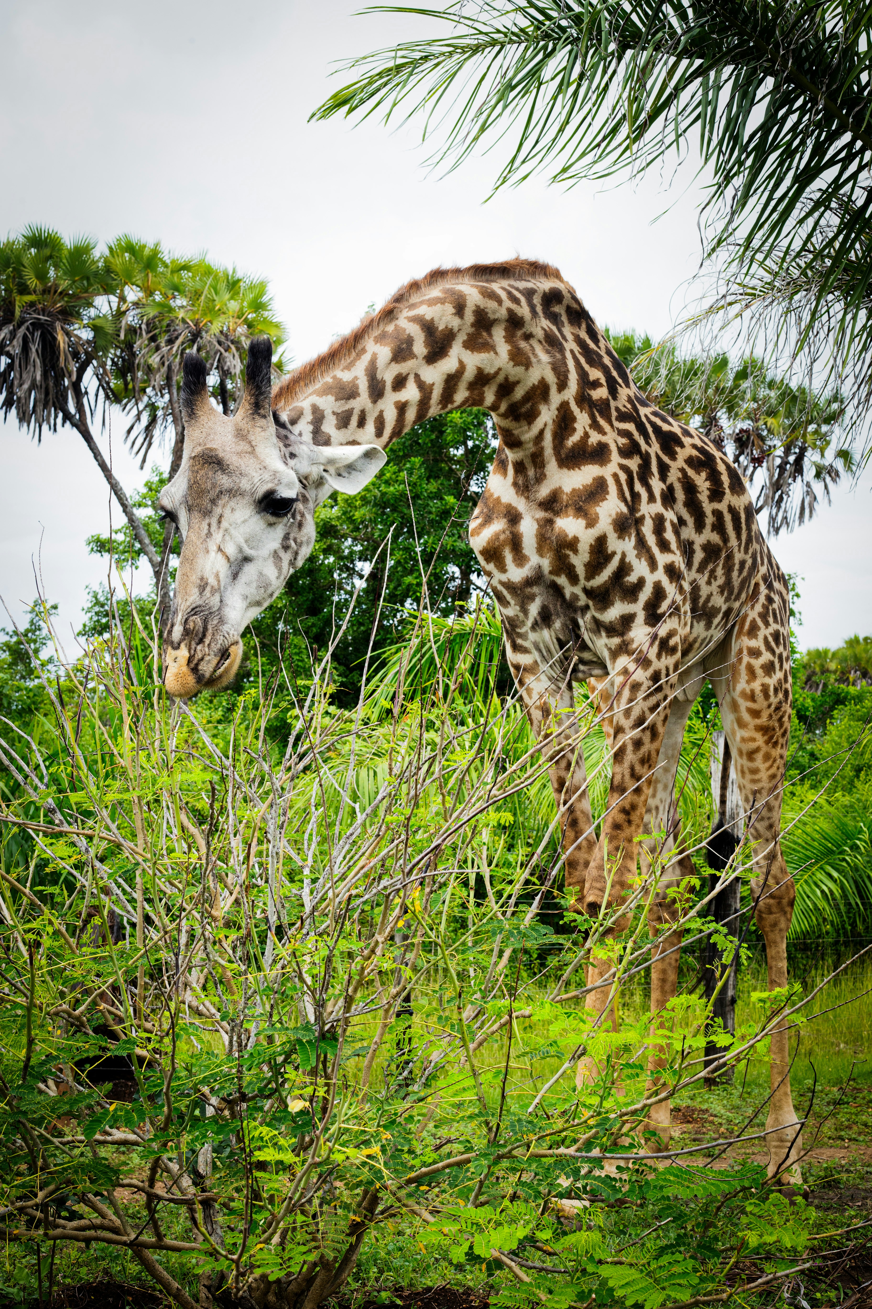 Une girafe mangeant des feuilles d’un arbre