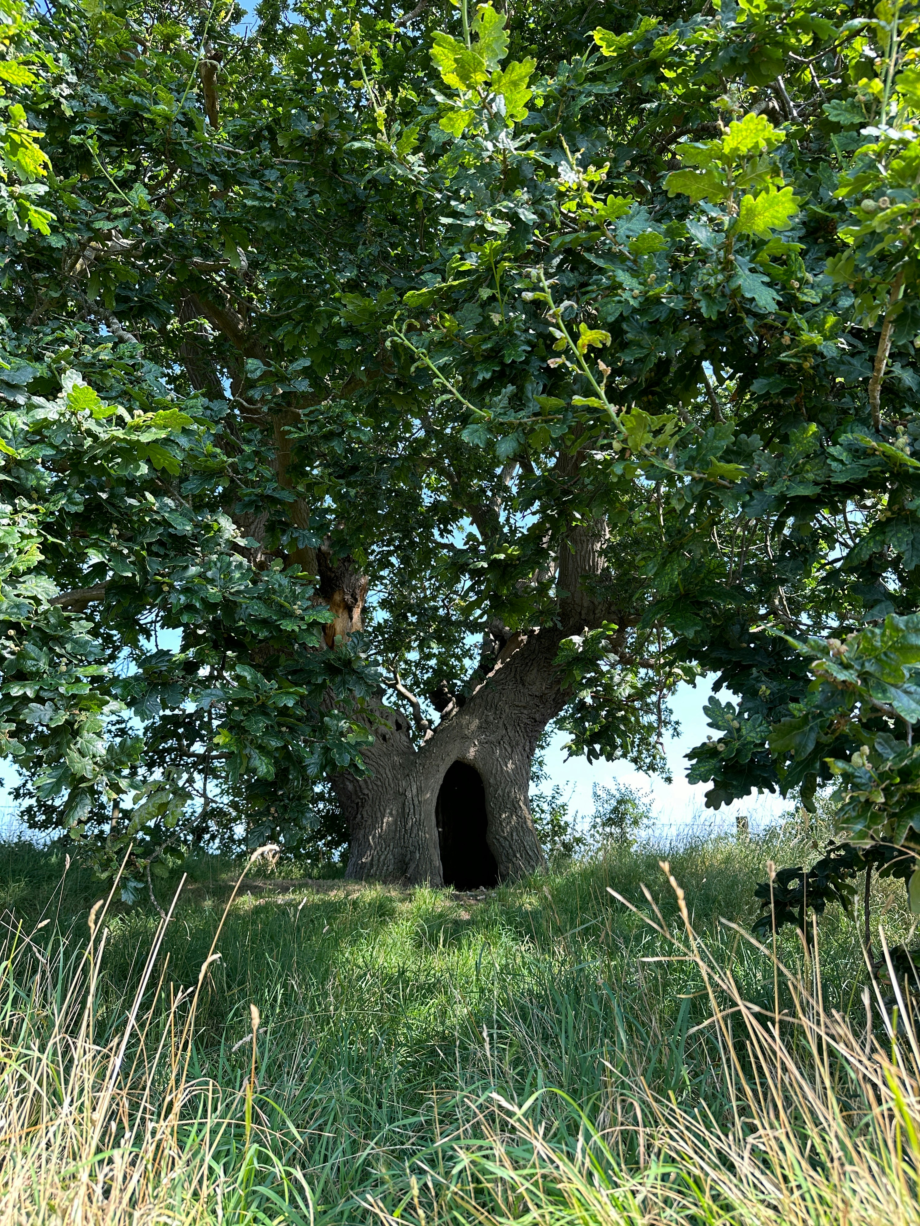 A tree with a tunnel in the middle of it