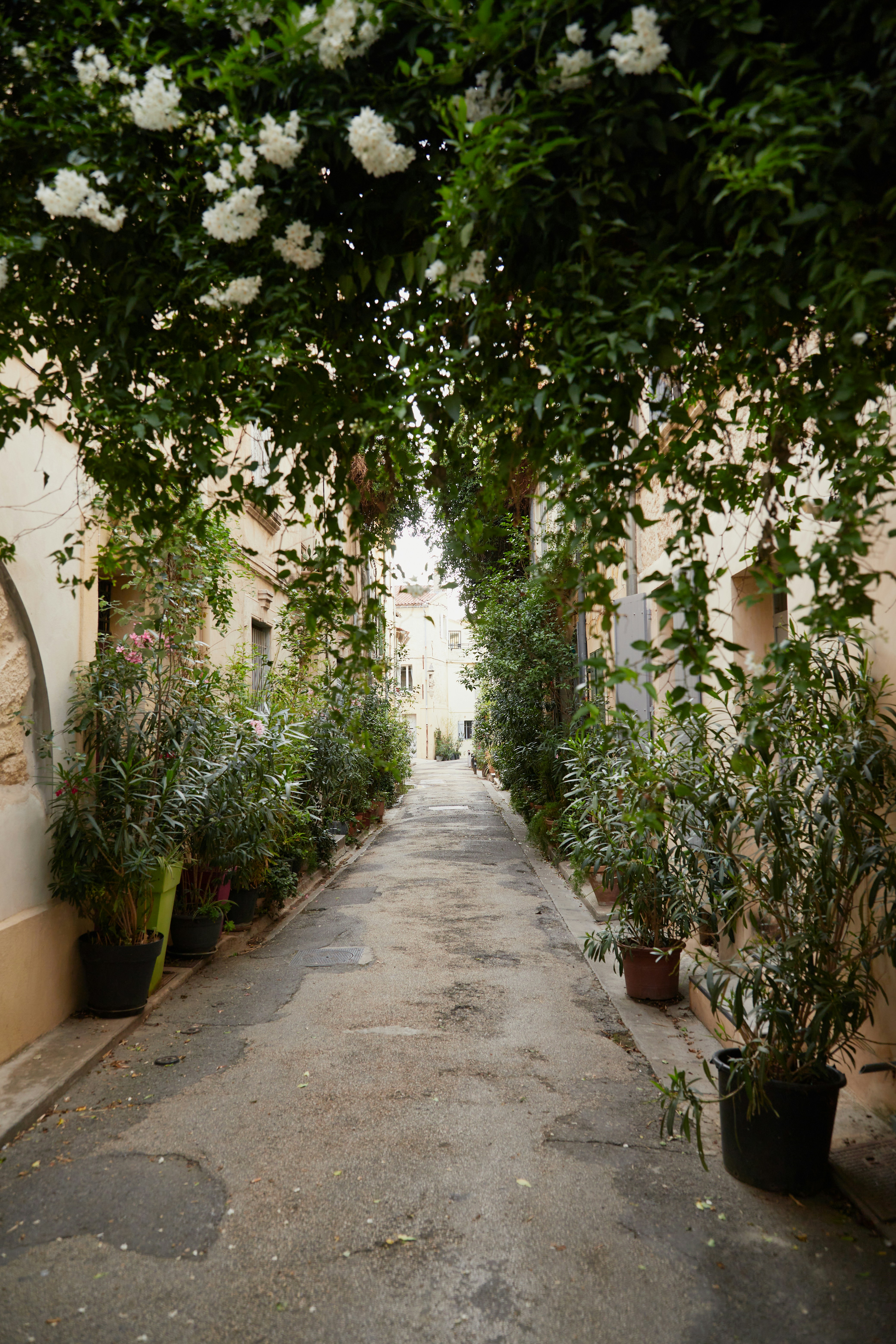 A narrow alley with white flowers and greenery