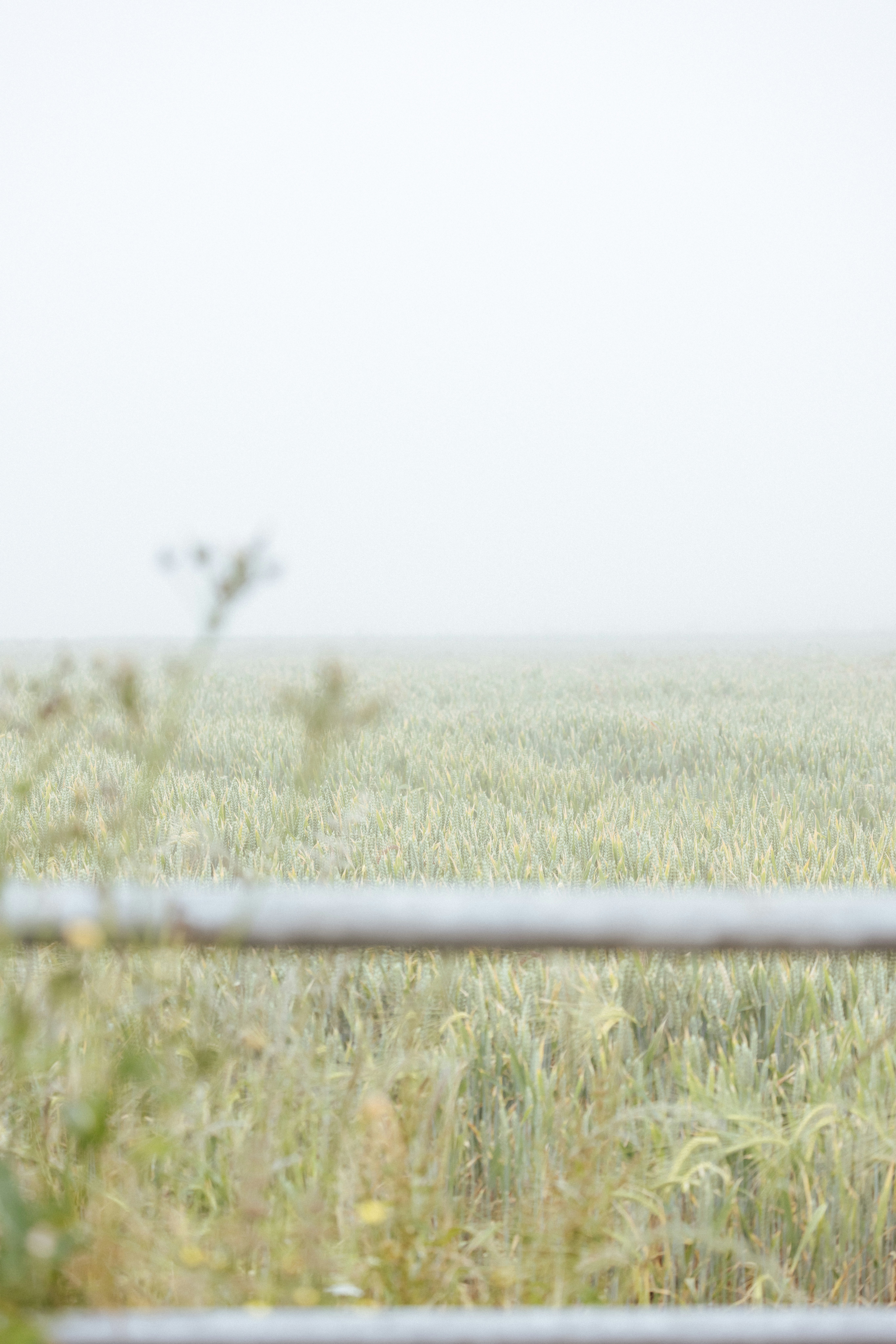 A field of grass with a fence in the foreground