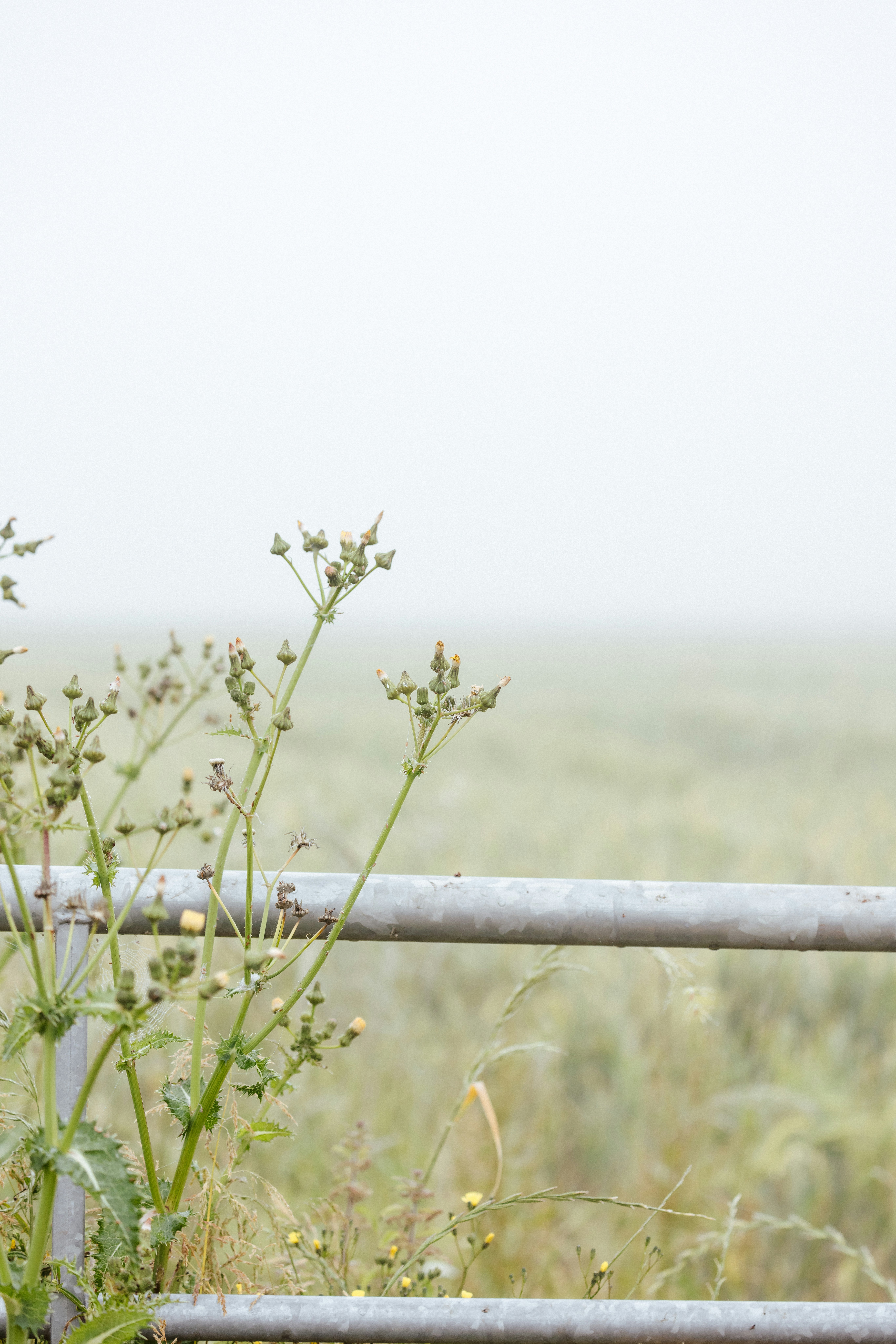 A bird is perched on a fence in a field