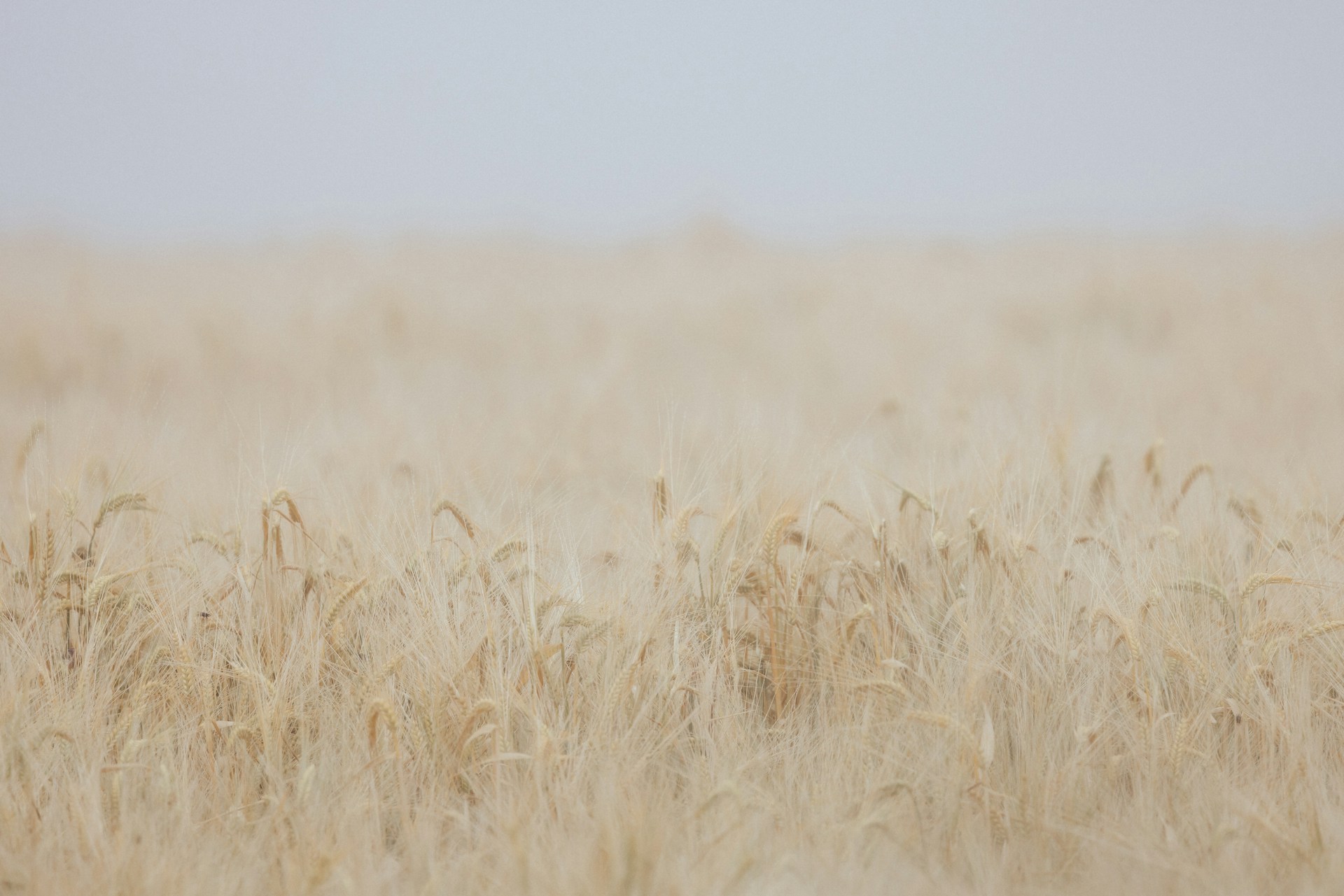 A blurry photo of a field of wheat