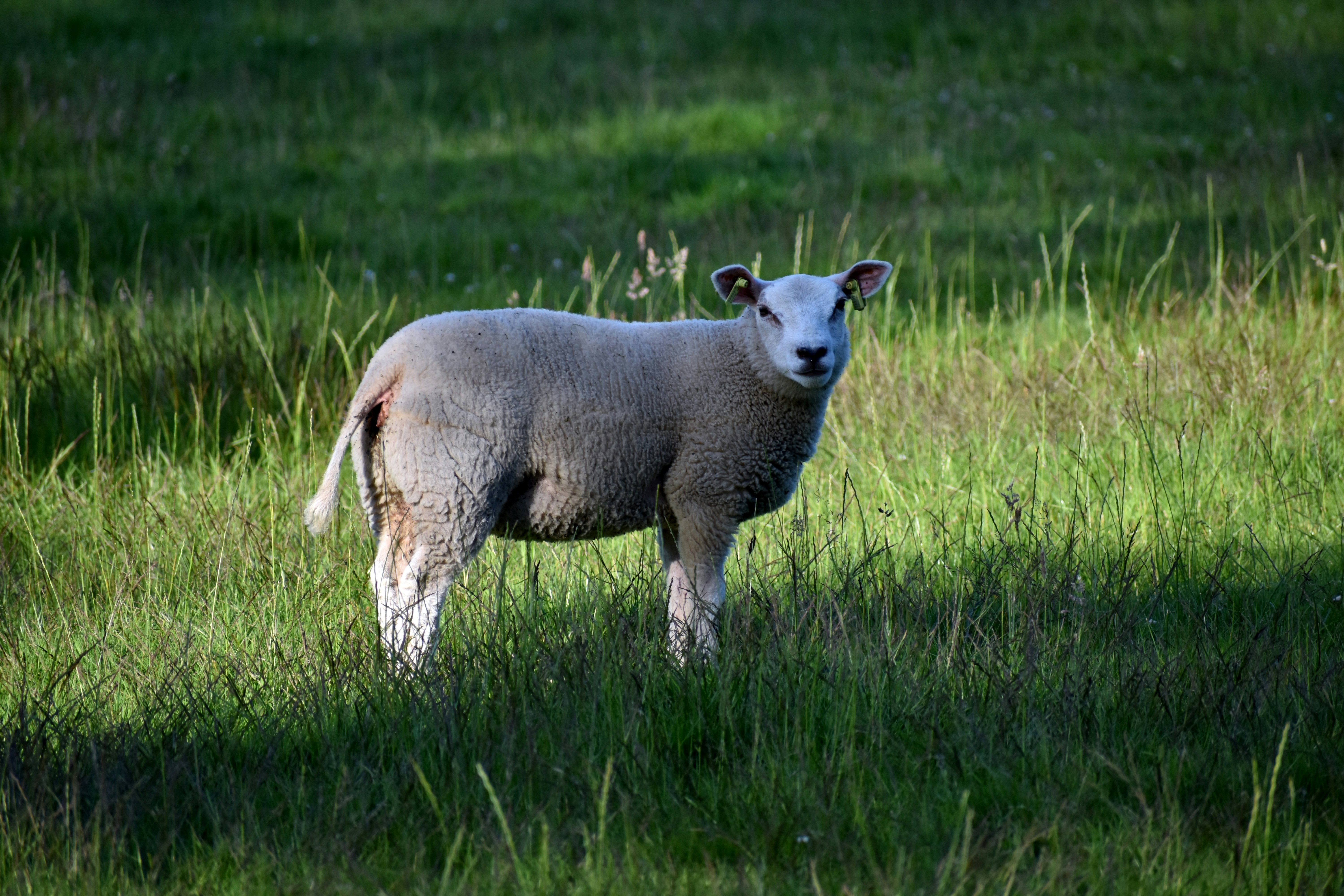 Photo by <a href="https://unsplash.com/@ries_bosch?utm_content=creditCopyText&utm_medium=referral&utm_source=unsplash">Ries Bosch</a> on <a href="https://unsplash.com/photos/a-sheep-is-standing-in-a-grassy-field-jNAsTN4qPu4?utm_content=creditCopyText&utm_medium=referral&utm_source=unsplash">Unsplash</a>