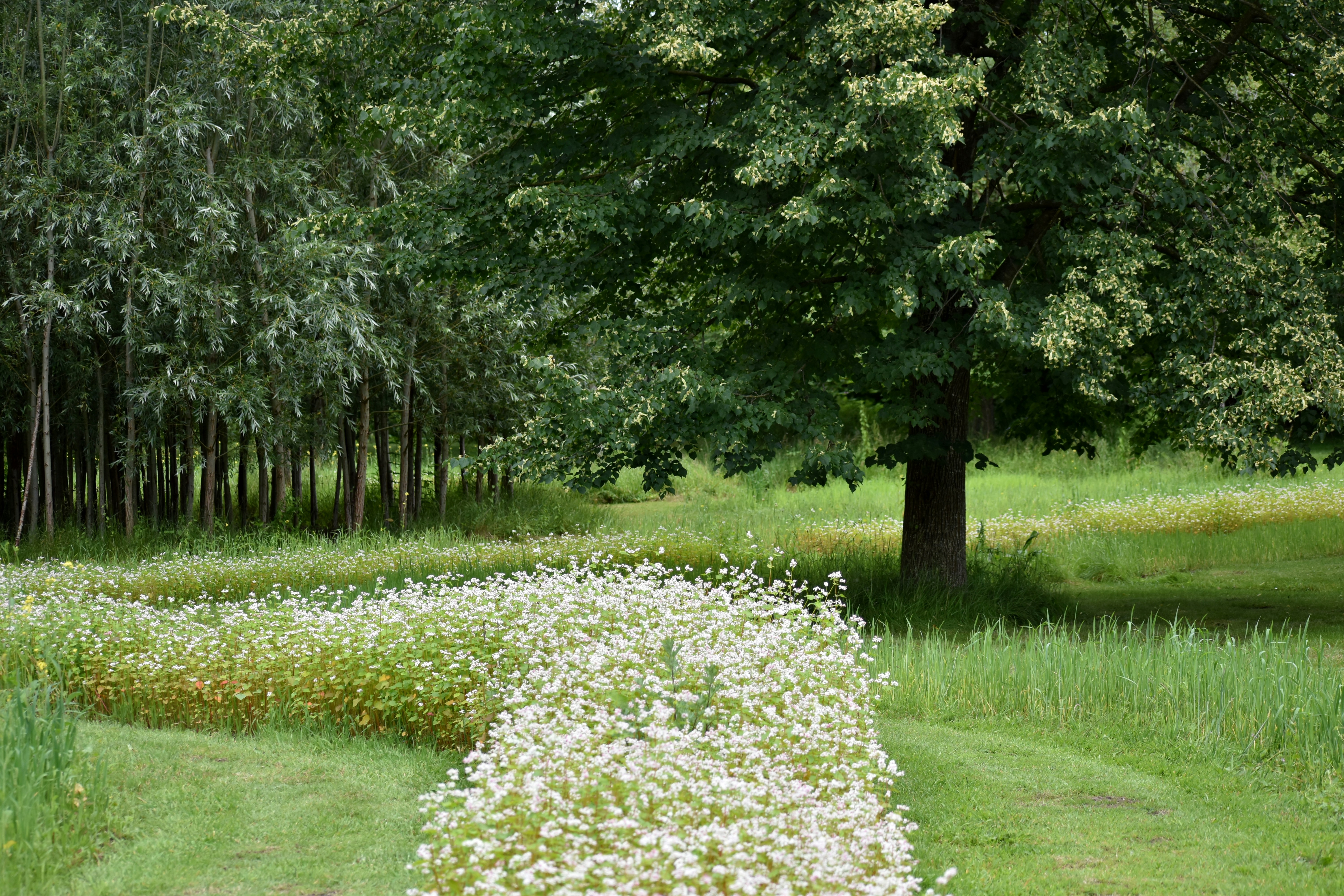 woman wearing yellow long-sleeved dress under white clouds and blue sky during daytime