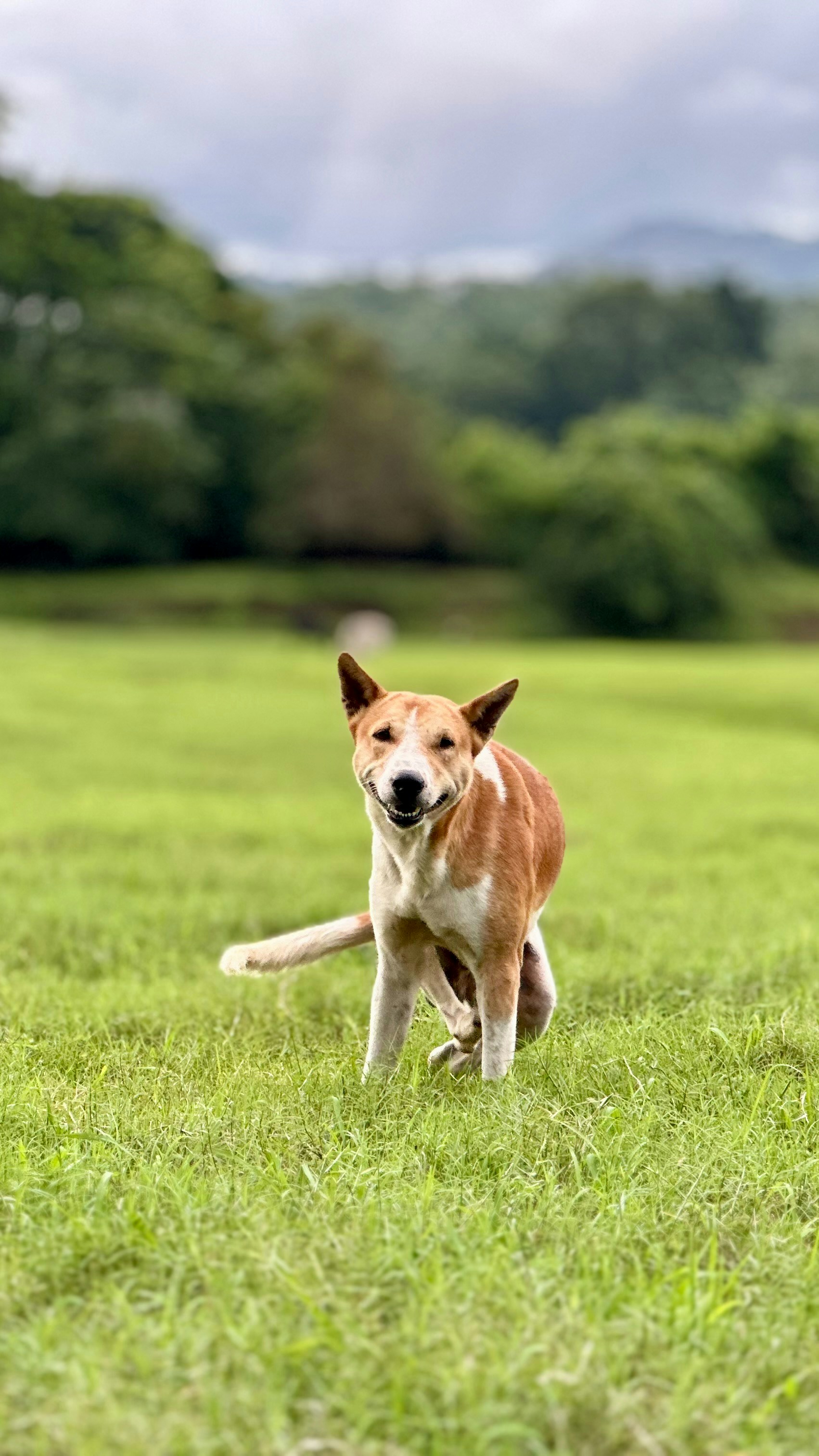 Photo by sachinbenny