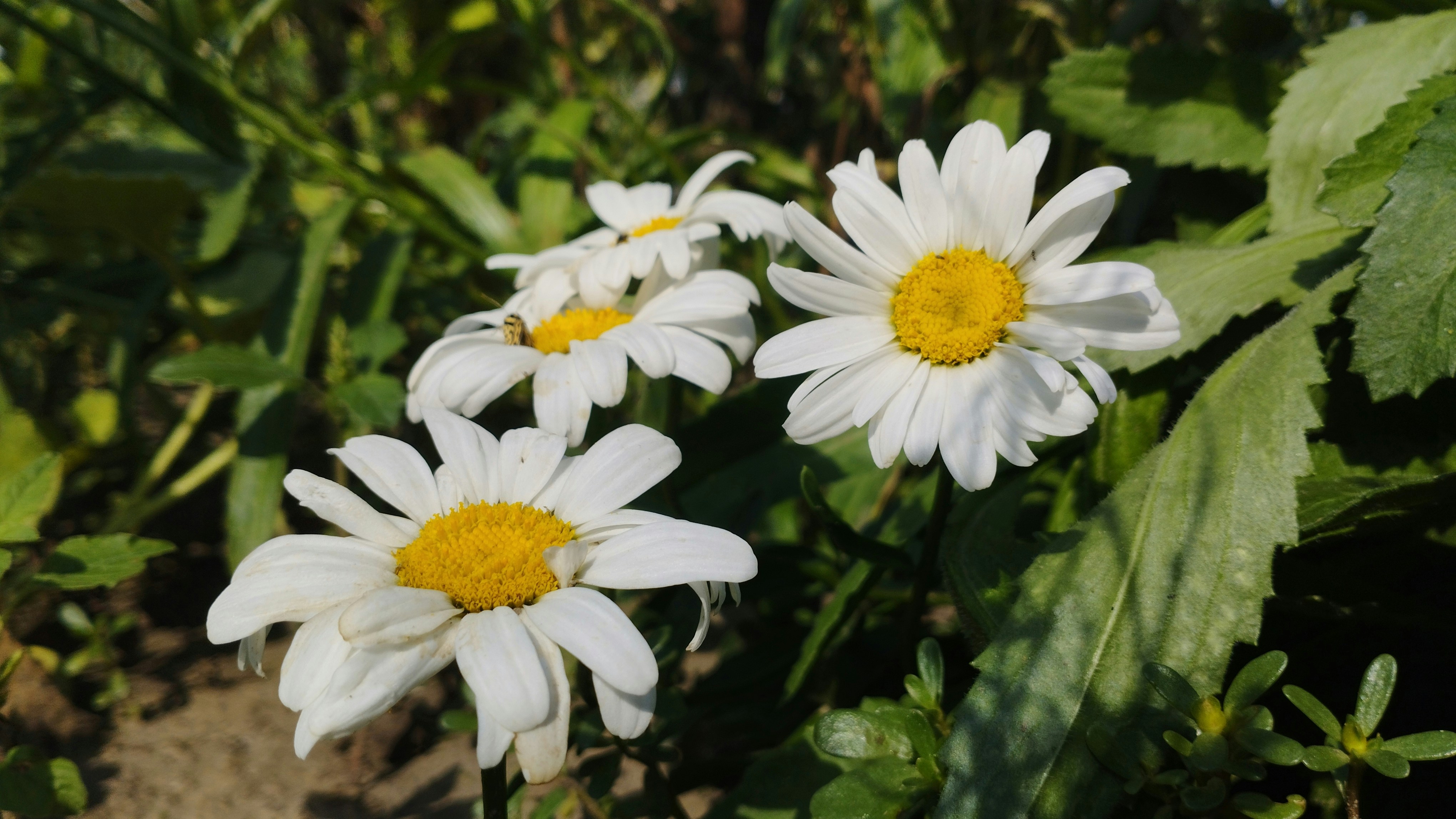 Photo by yulij15semenyuk