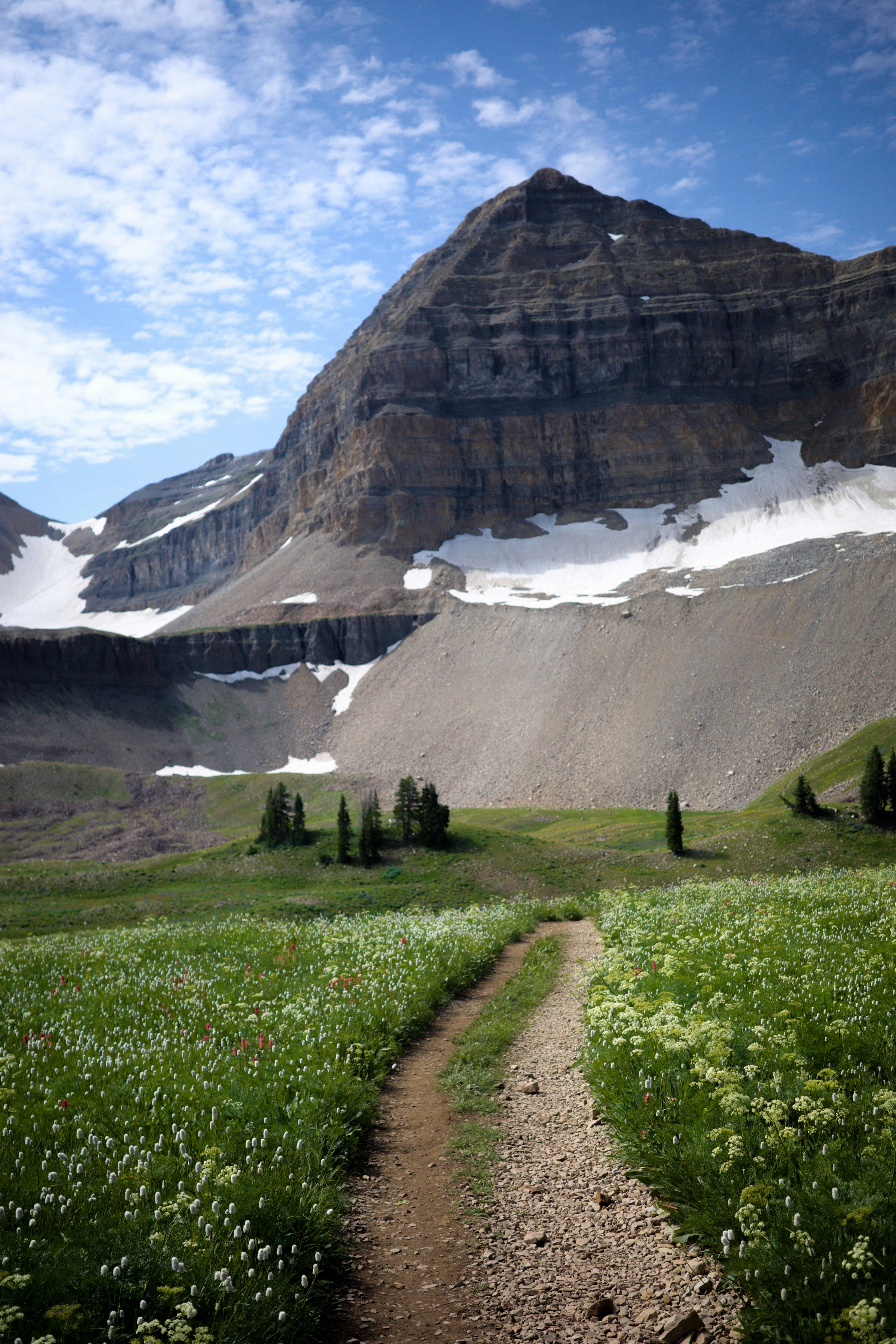 A trail winds through a field of wildflowers in front of a mountain ...