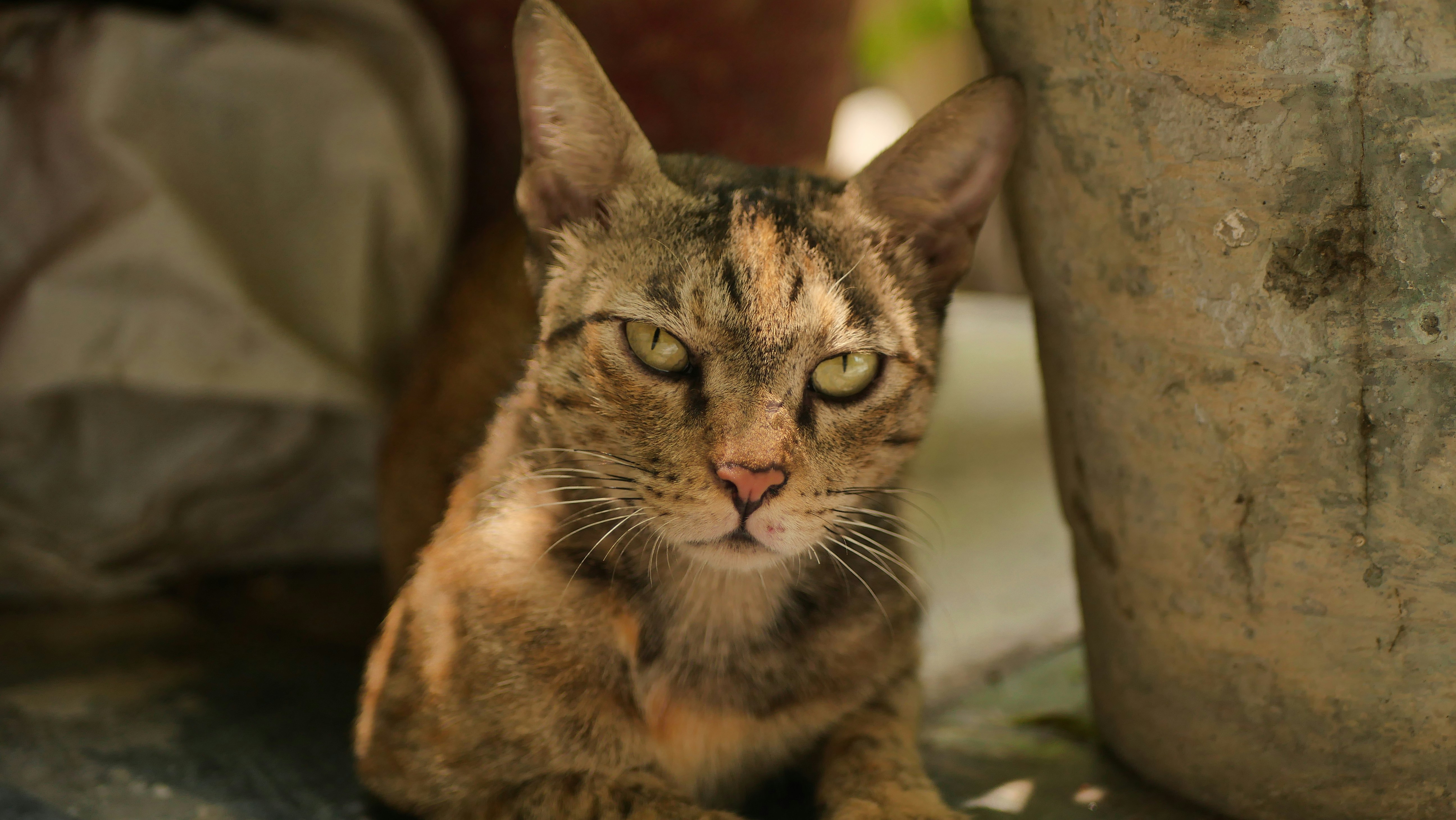 A cat sitting on the ground next to a potted plant