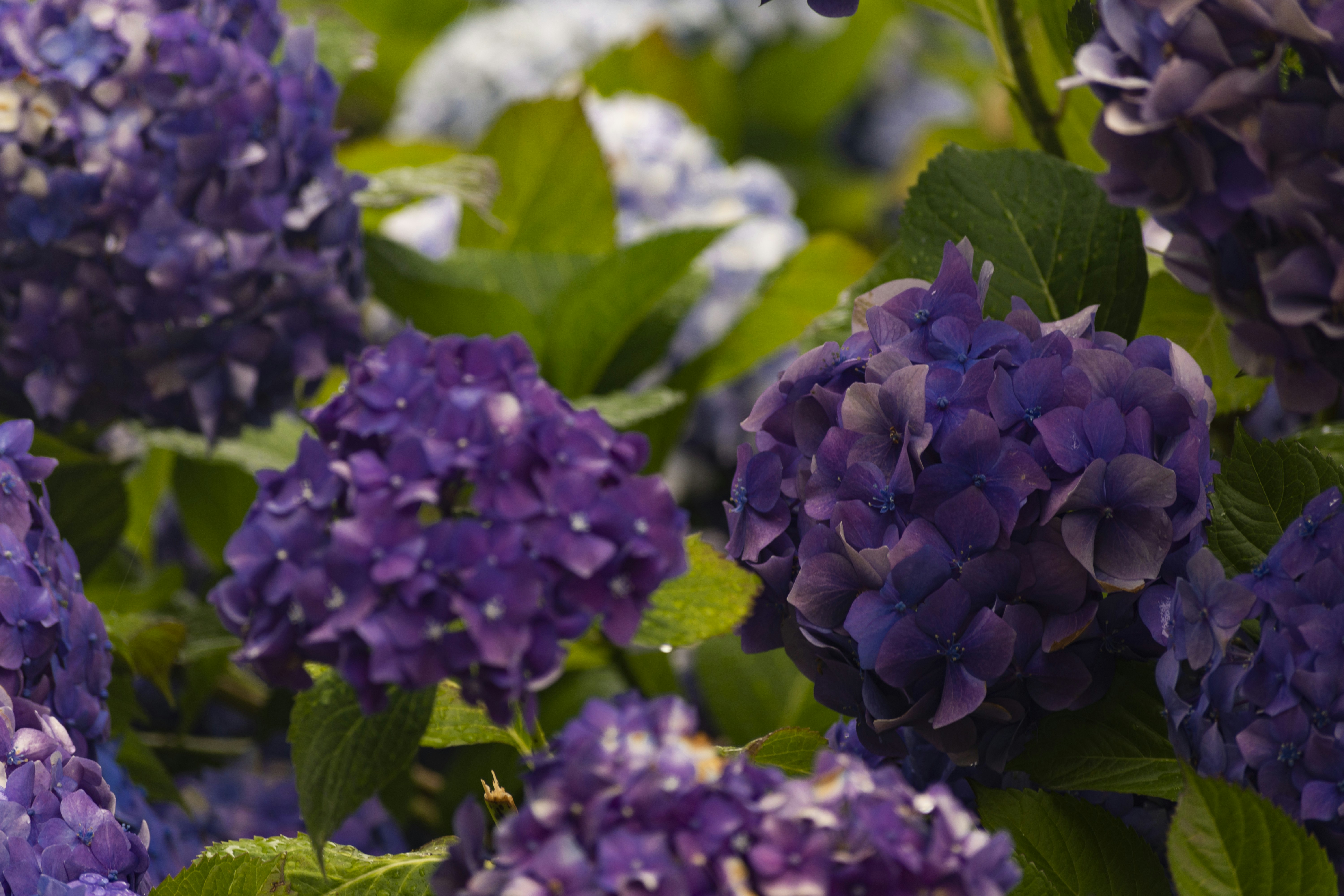 Photo by ornemeolans