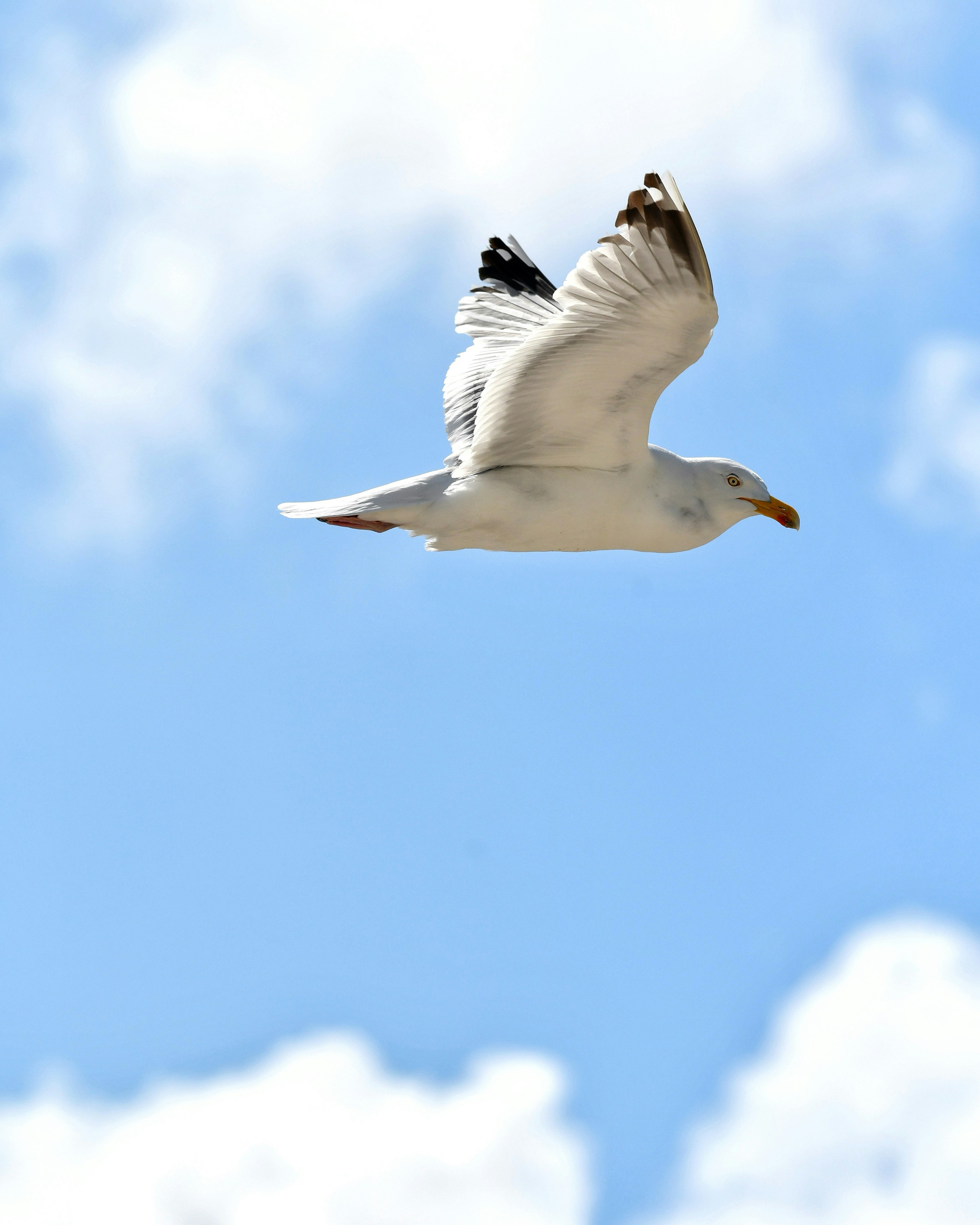 Photo by pedrino5_official