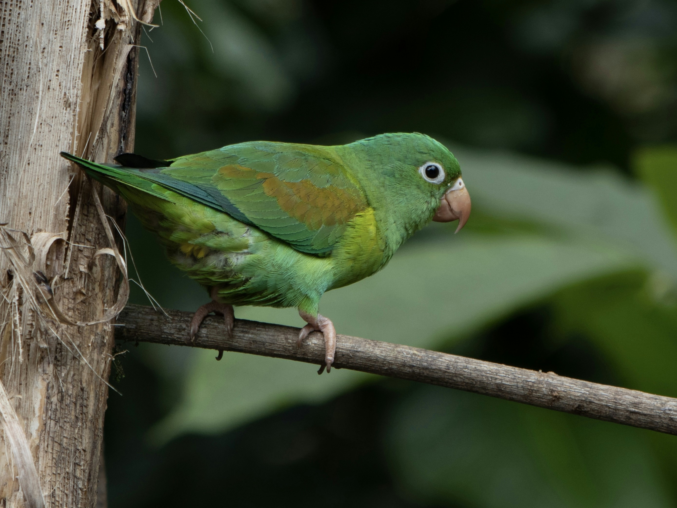 photo 1722092785722 bf6fc0c09a5a?crop=entropy&cs=srgb&fm=jpg&ixid=M3w0MDY0MzJ8MHwxfHNlYXJjaHw3fHxCaXJkcyUzQSUyMFBhcmFrZWV0fGVufDB8MHx8fDE3MjYyNTE1NjJ8MA&ixlib=rb 4.0