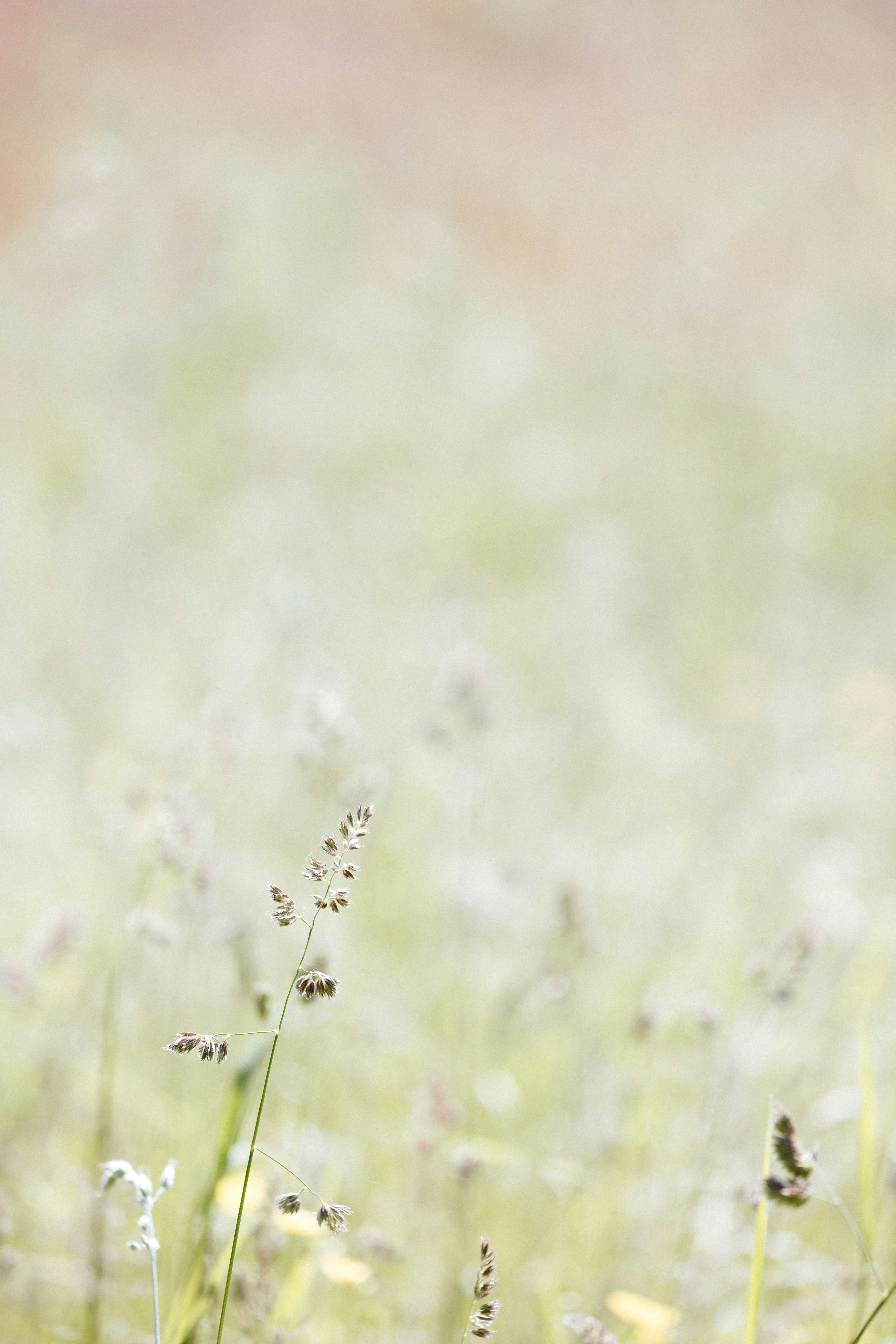 Ein verschwommenes Foto eines Feldes mit Gras und Blumen