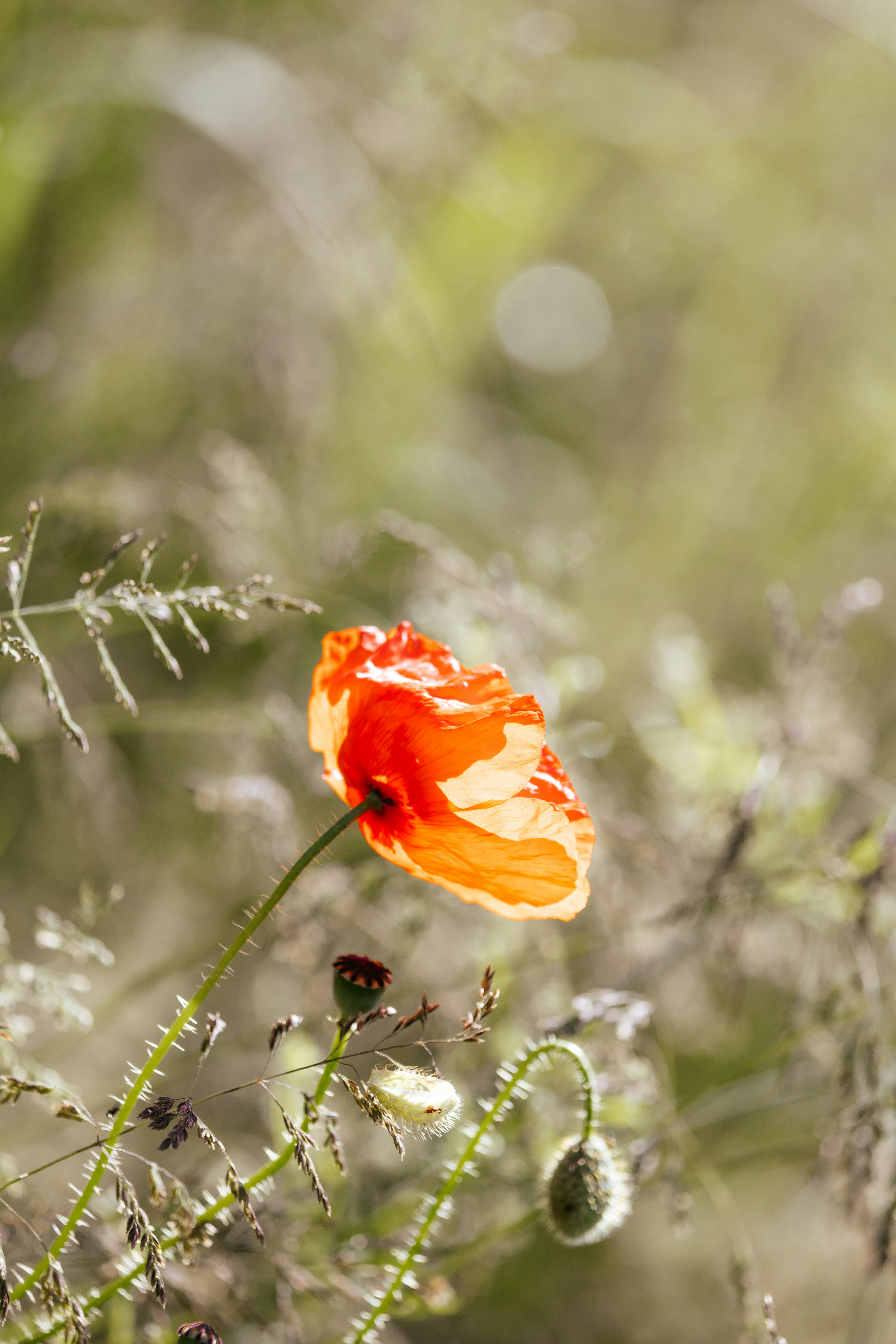 Photo by anniespratt