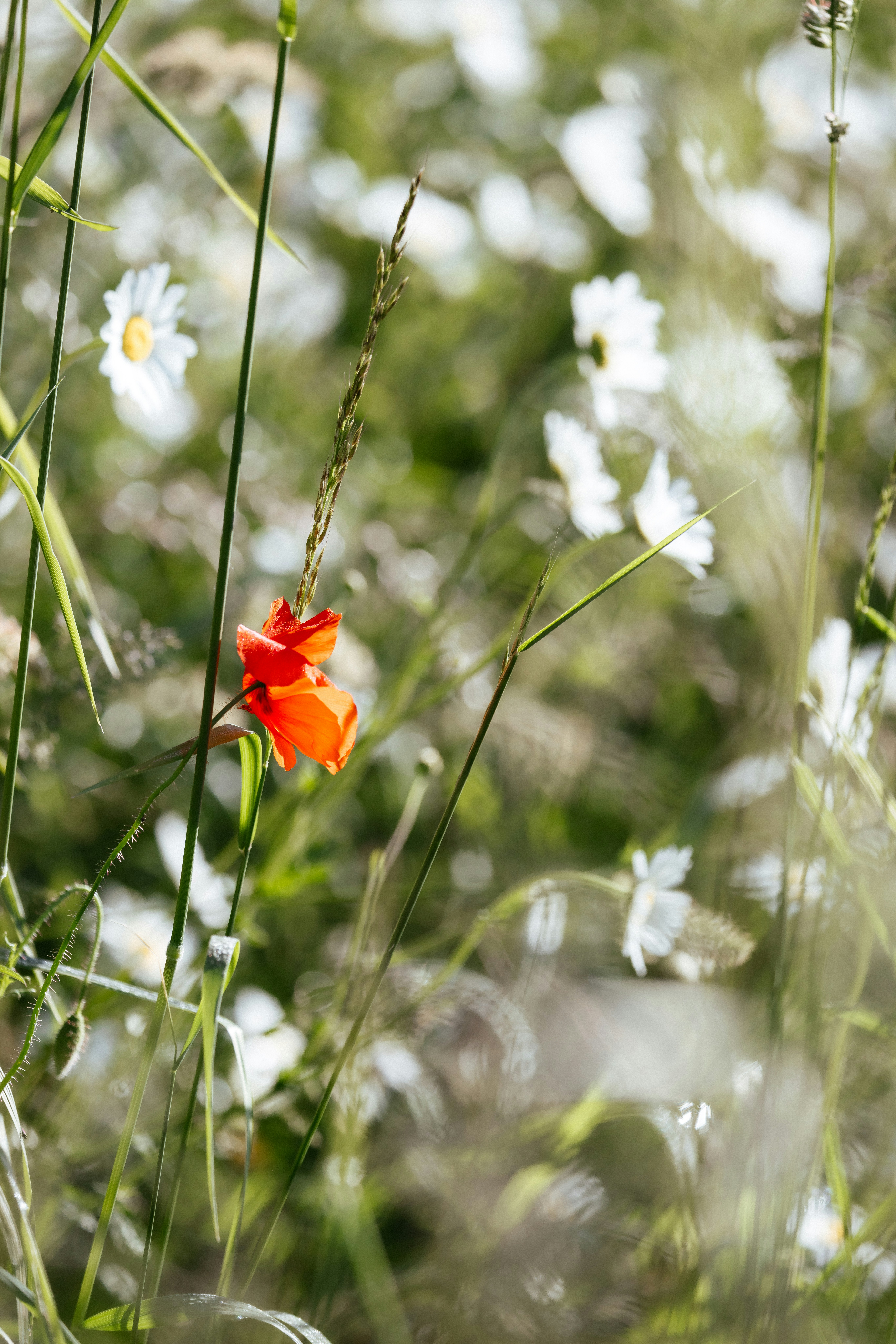 Photo by anniespratt