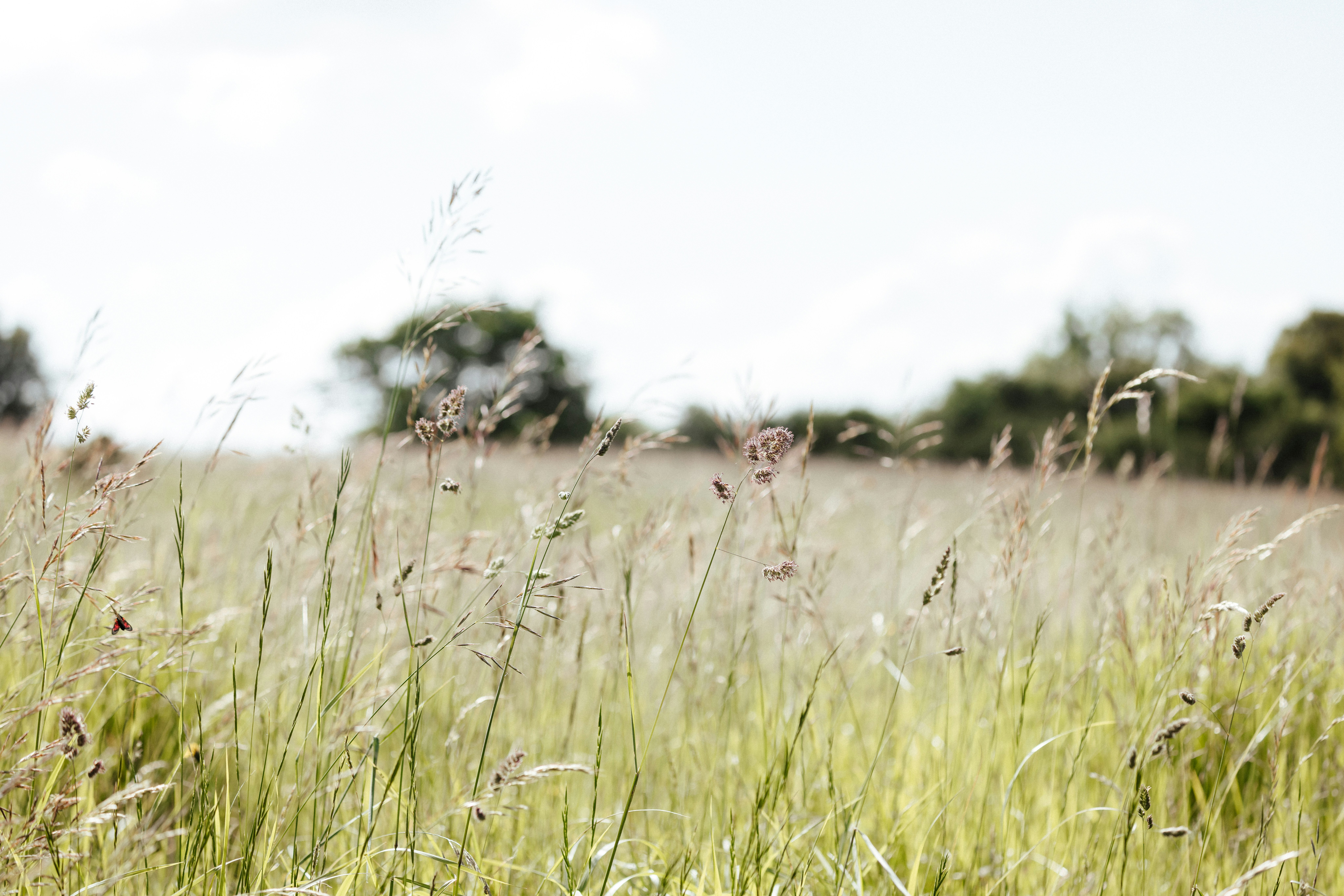 Photo by anniespratt