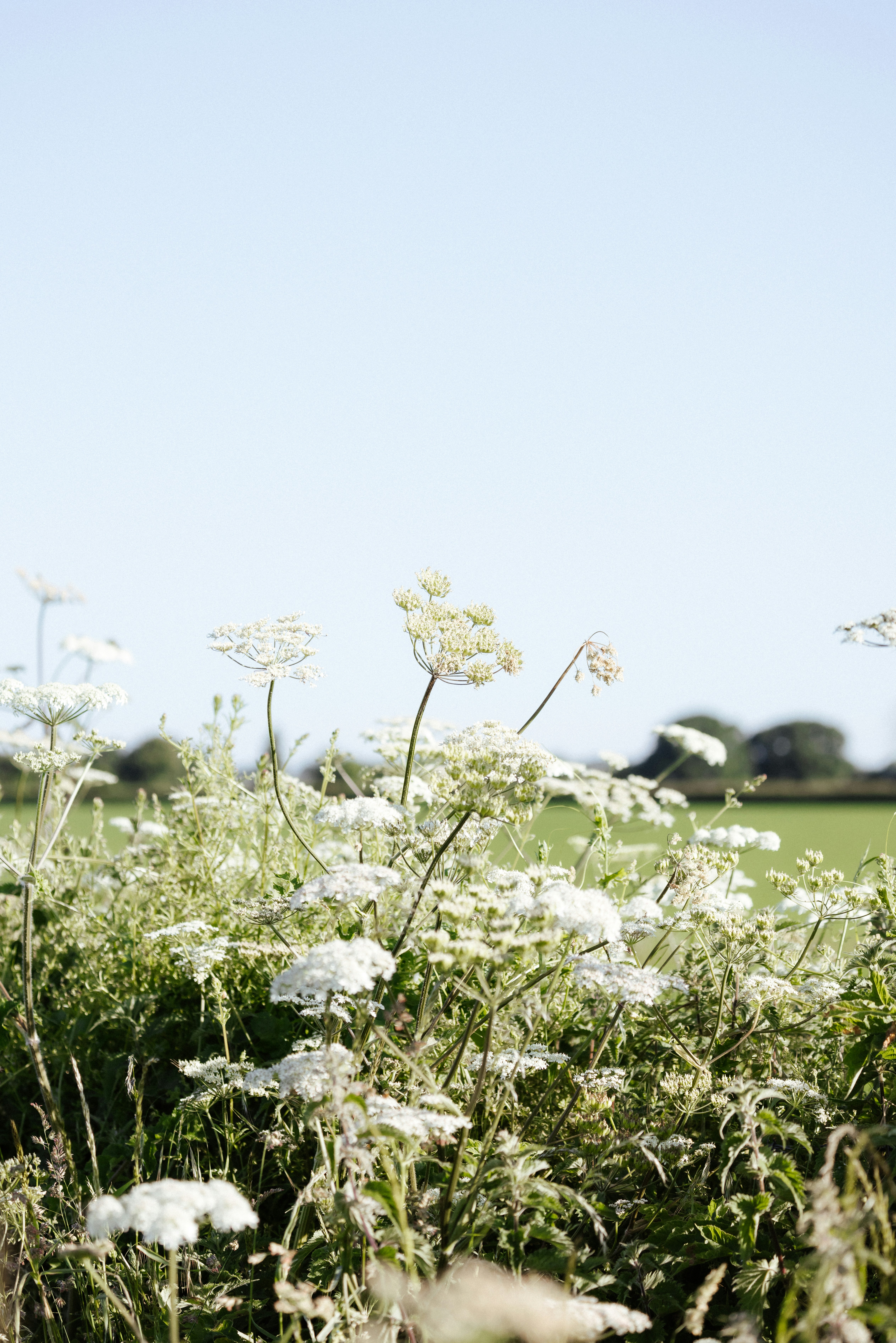 Photo by anniespratt