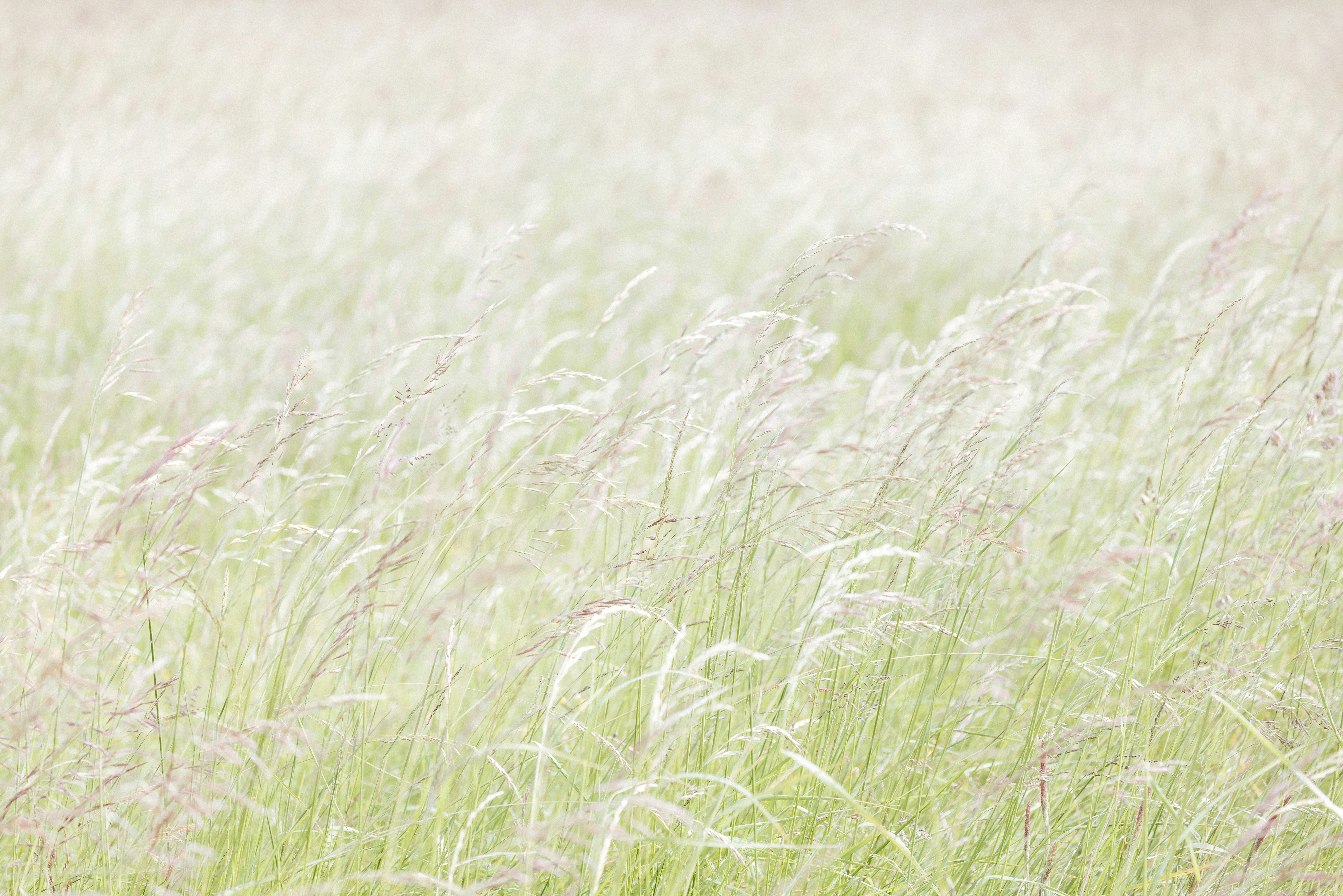 Ein verschwommenes Foto eines Feldes mit hohem Gras