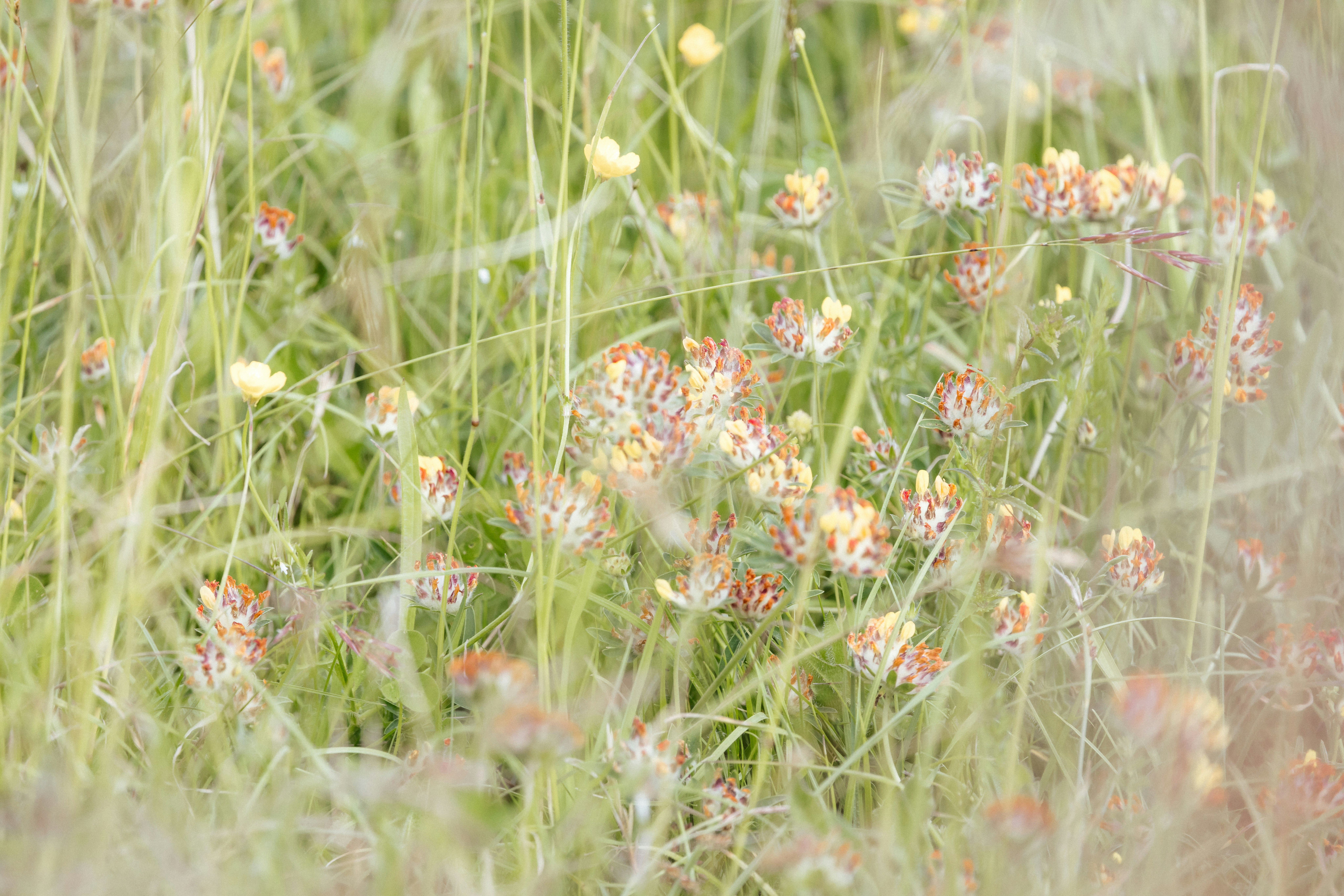Ein Blumenstrauß, der im Gras liegt