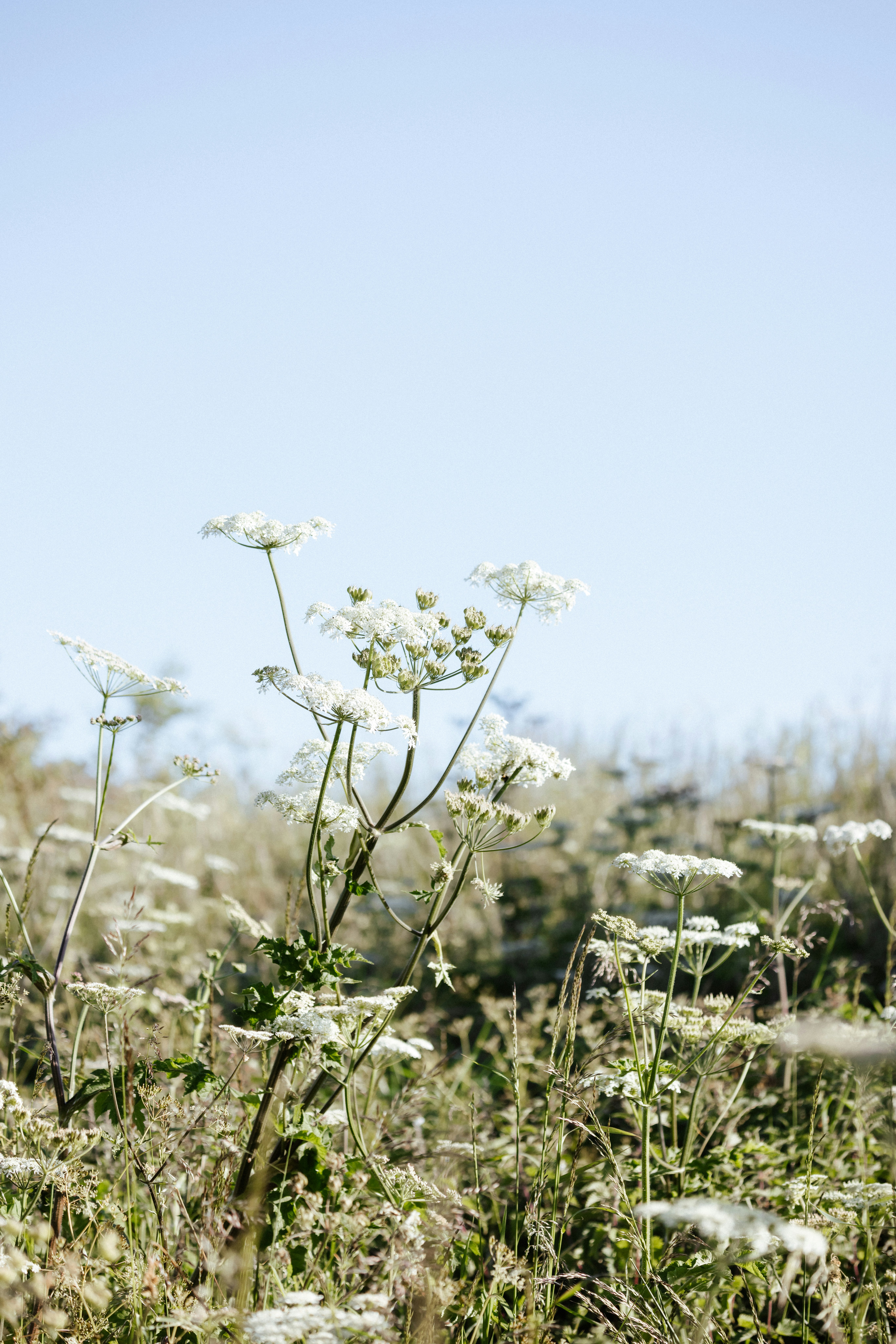 Photo by anniespratt