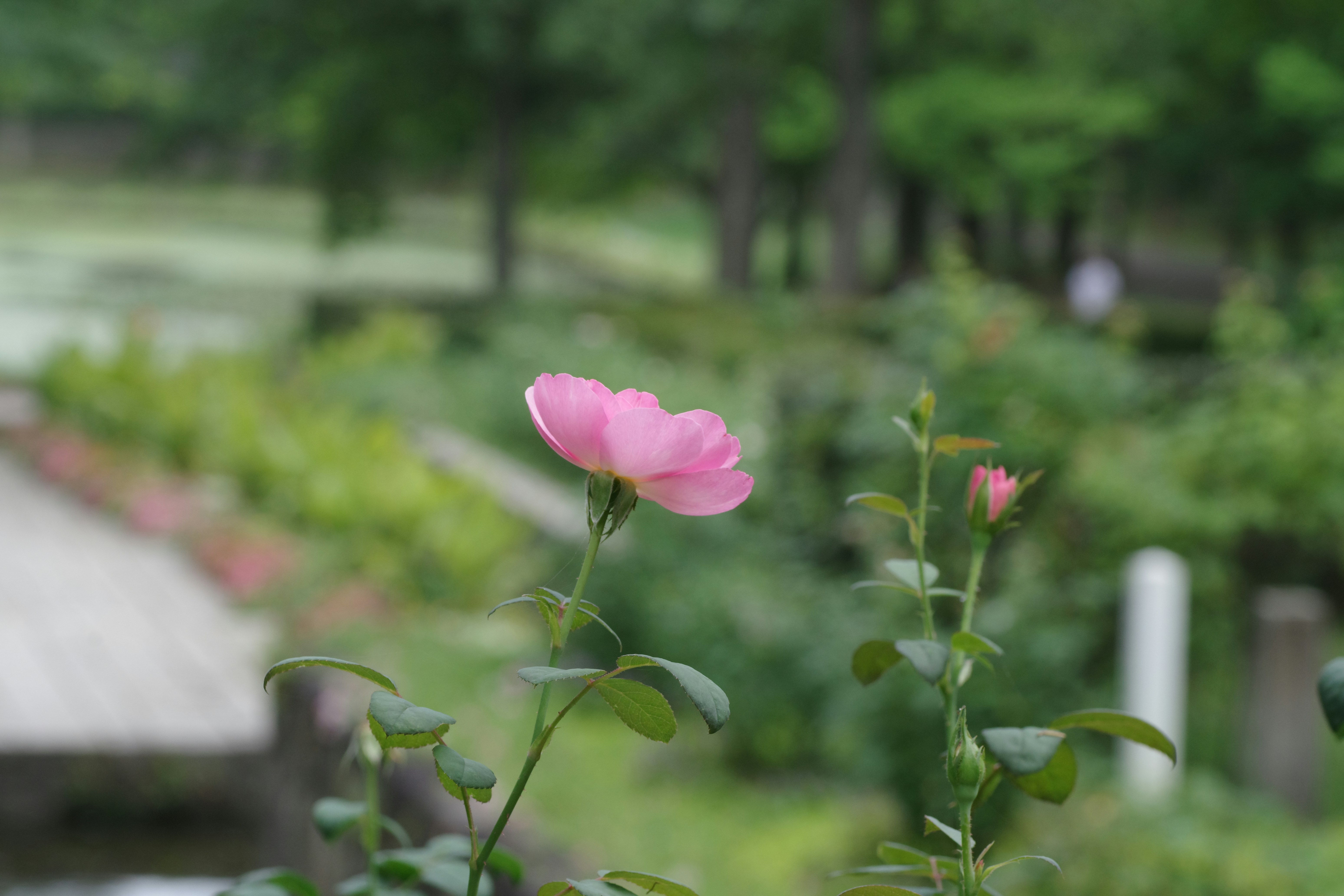 Beautiful green and flower garden、新緑と美しい花が織りなす絶景 A superb view of fresh greenery and beautiful flowers