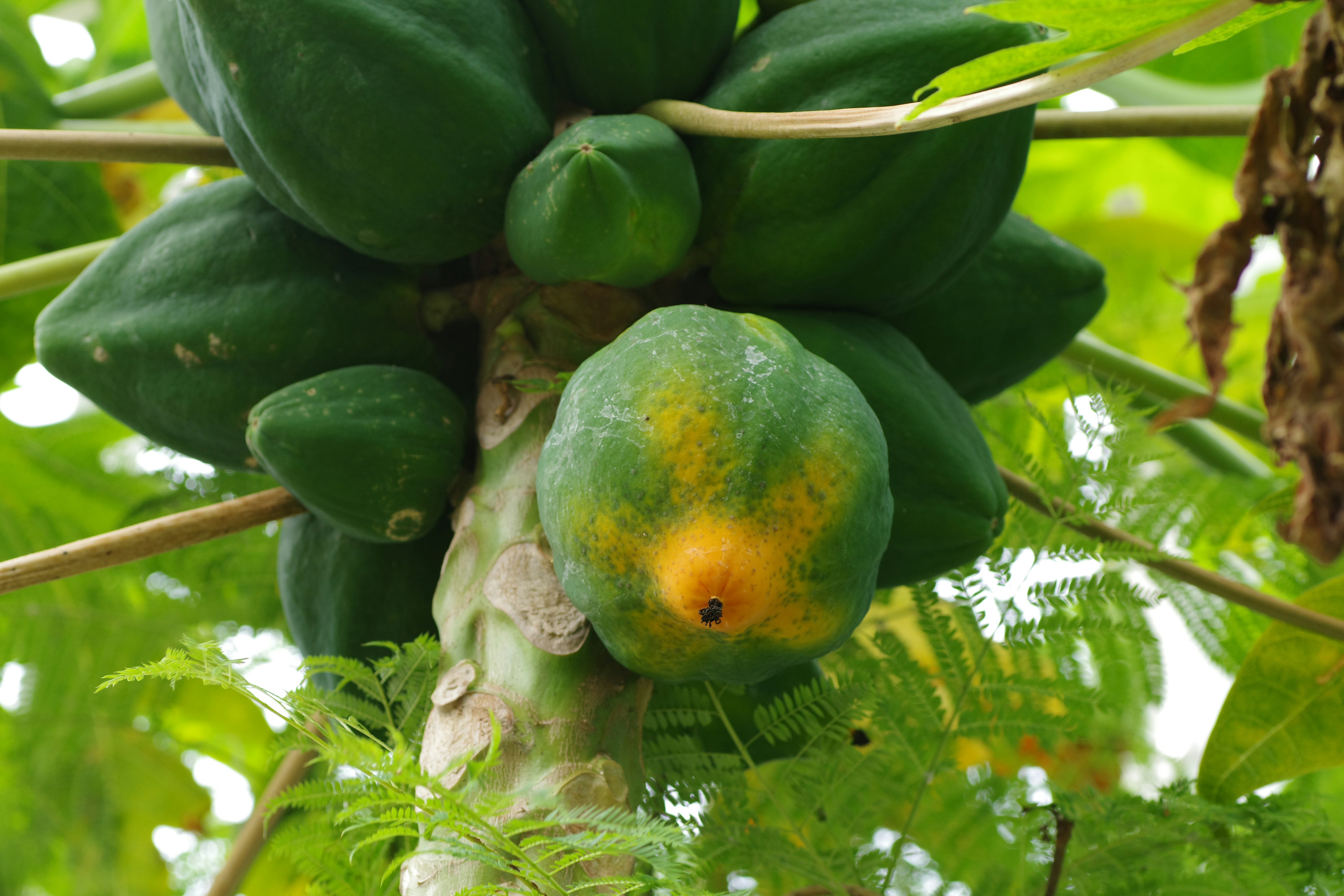 A bunch of green fruit growing on a tree