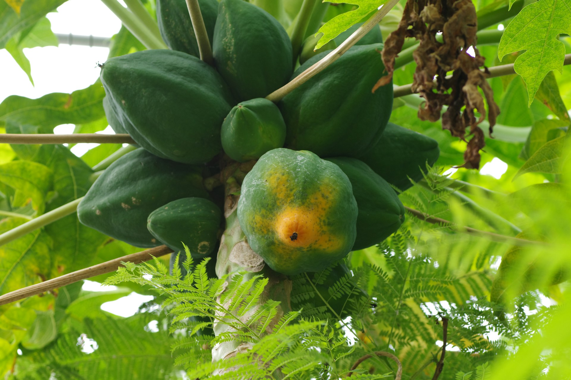 A bunch of green fruit hanging from a tree