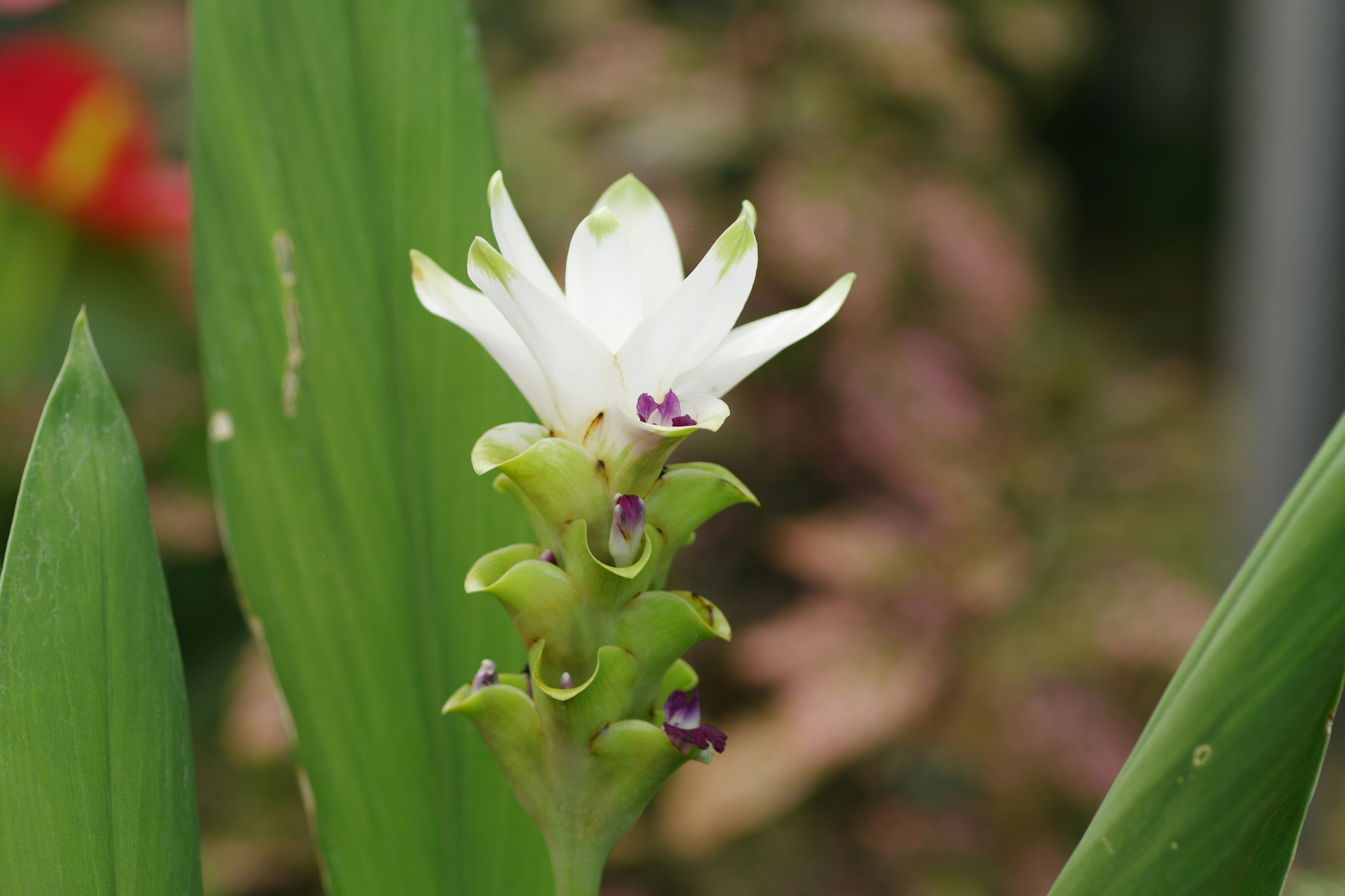 Aculops pedicularis