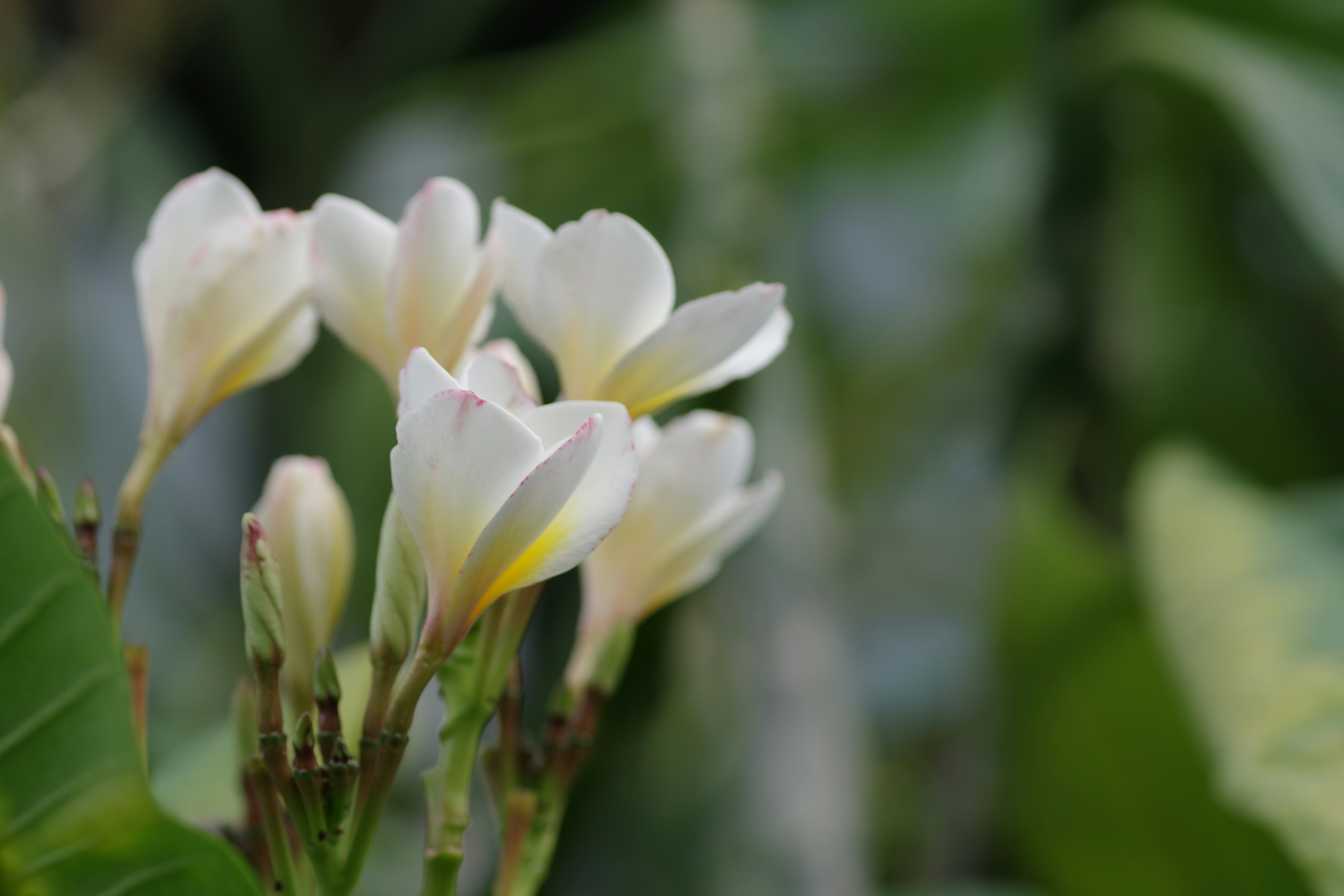 Arum Lily: A Tropical Twist (image credits: unsplash)