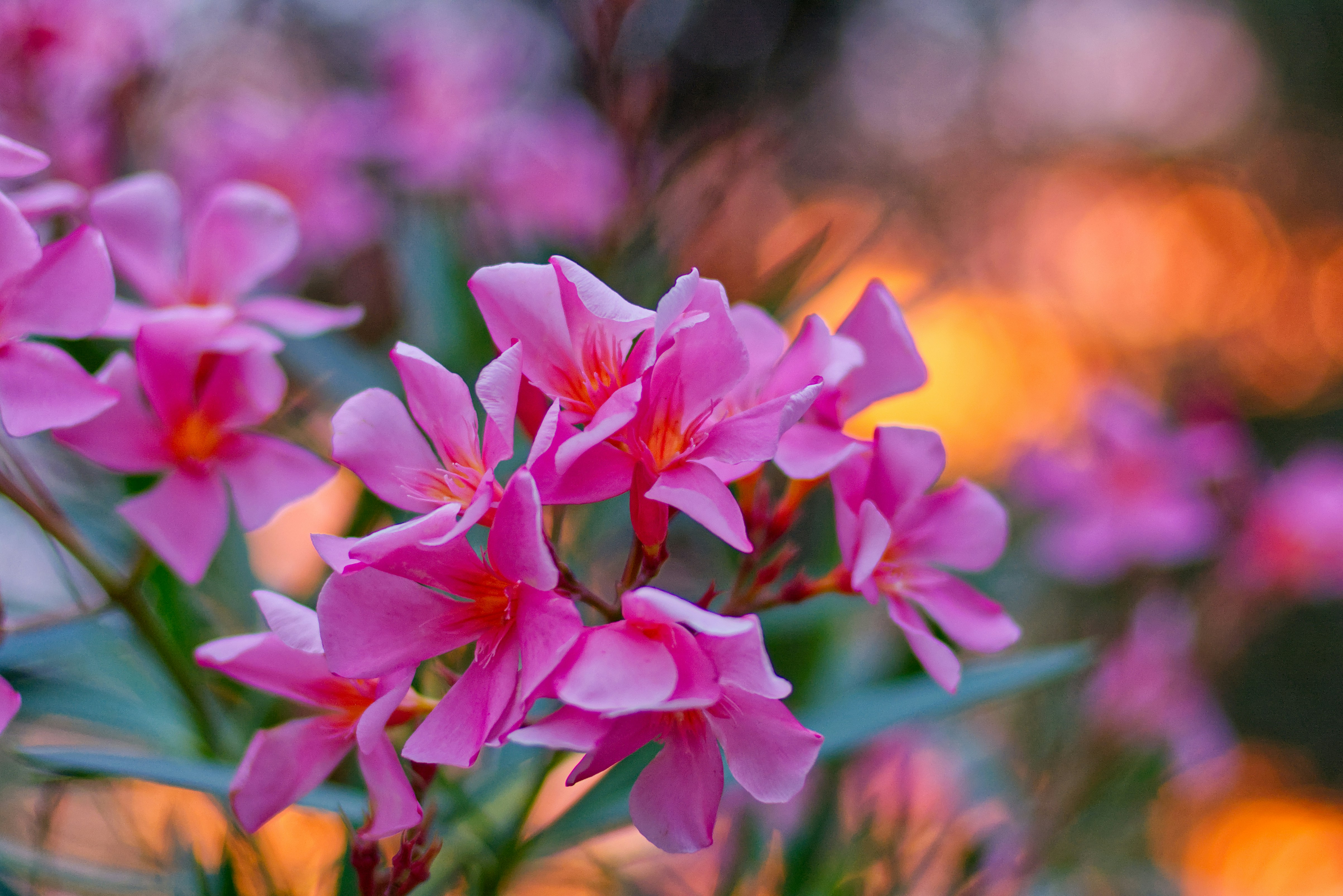 A bunch of pink flowers that are in a vase