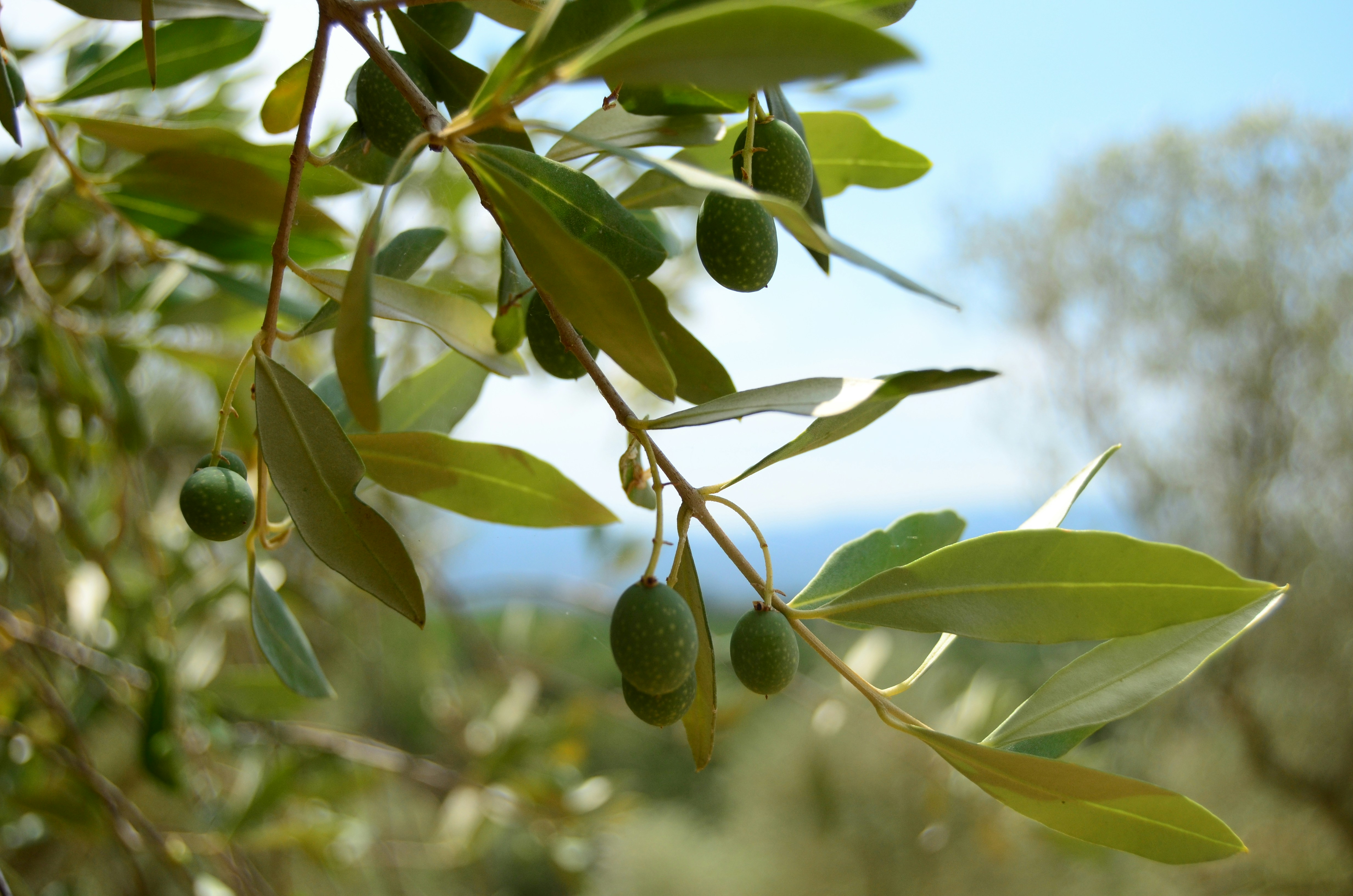 Aktuelle Olivenöl-Produktionszahlen der weltweit größten Erzeugerländer