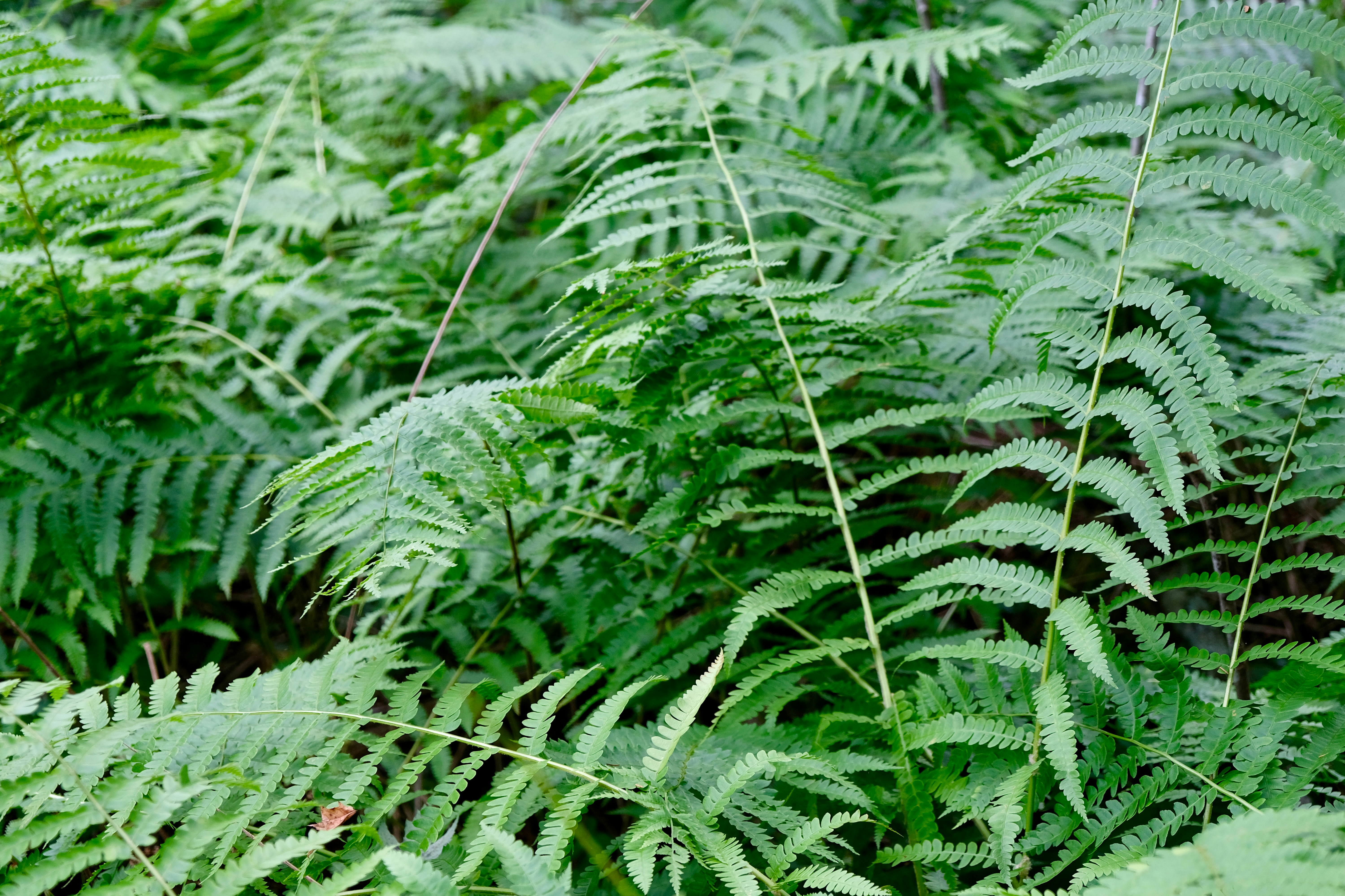 A lush green forest filled with lots of leaves