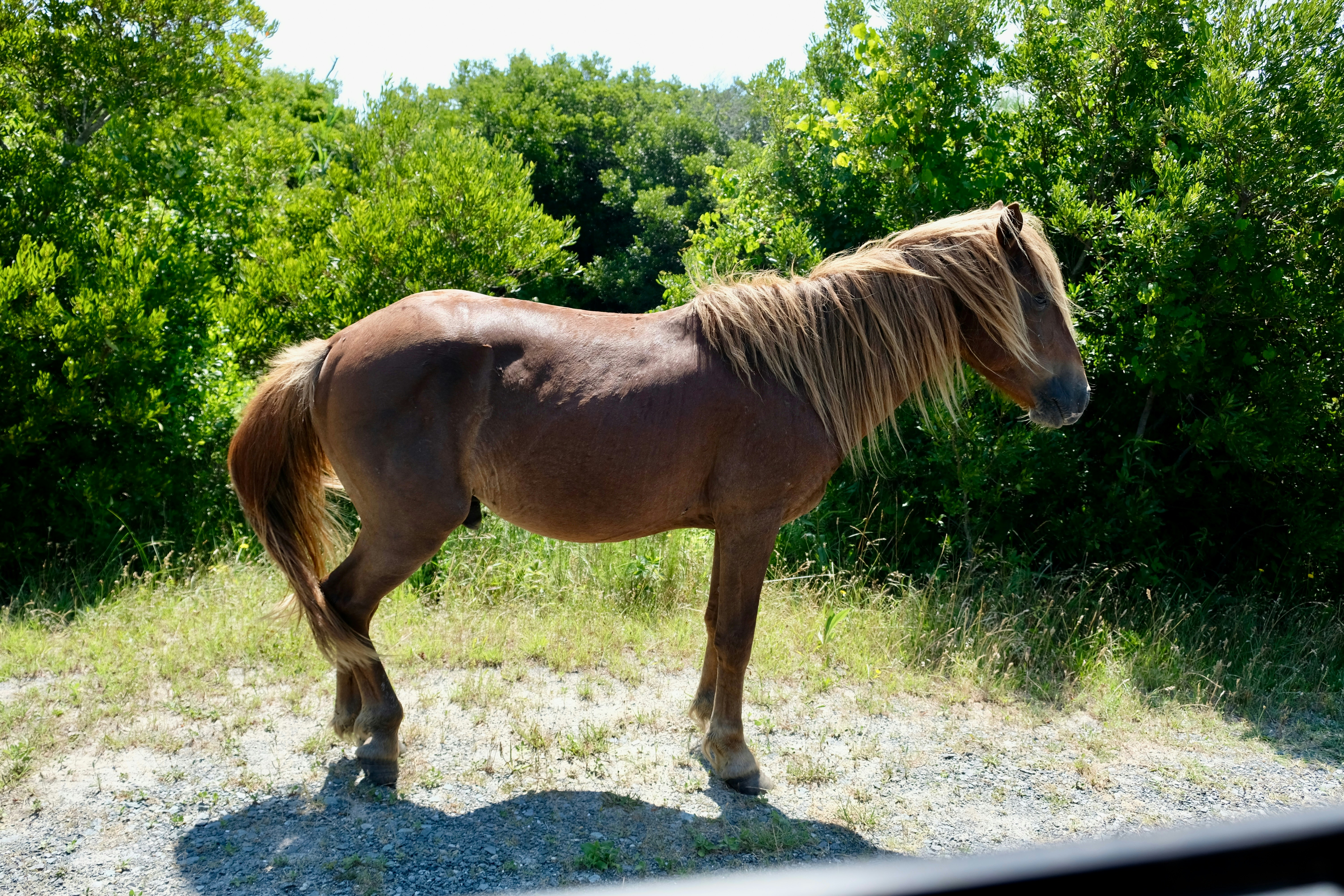 A brown horse standing on top of a grass covered field