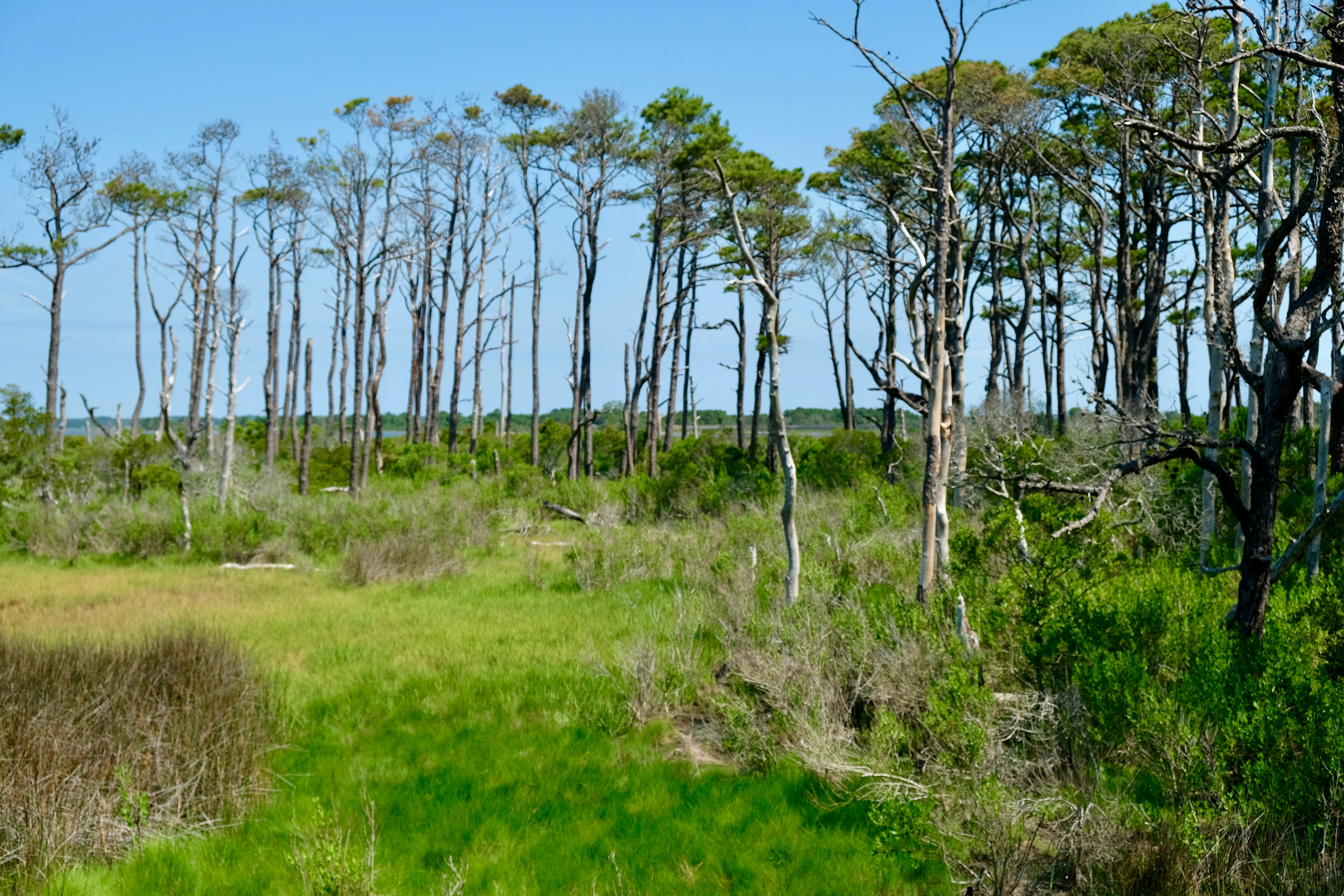 A healthy vegetated buffer zone along a shoreline, showcasing lush native plants and natural erosion control methods - Shoreline erosion protection