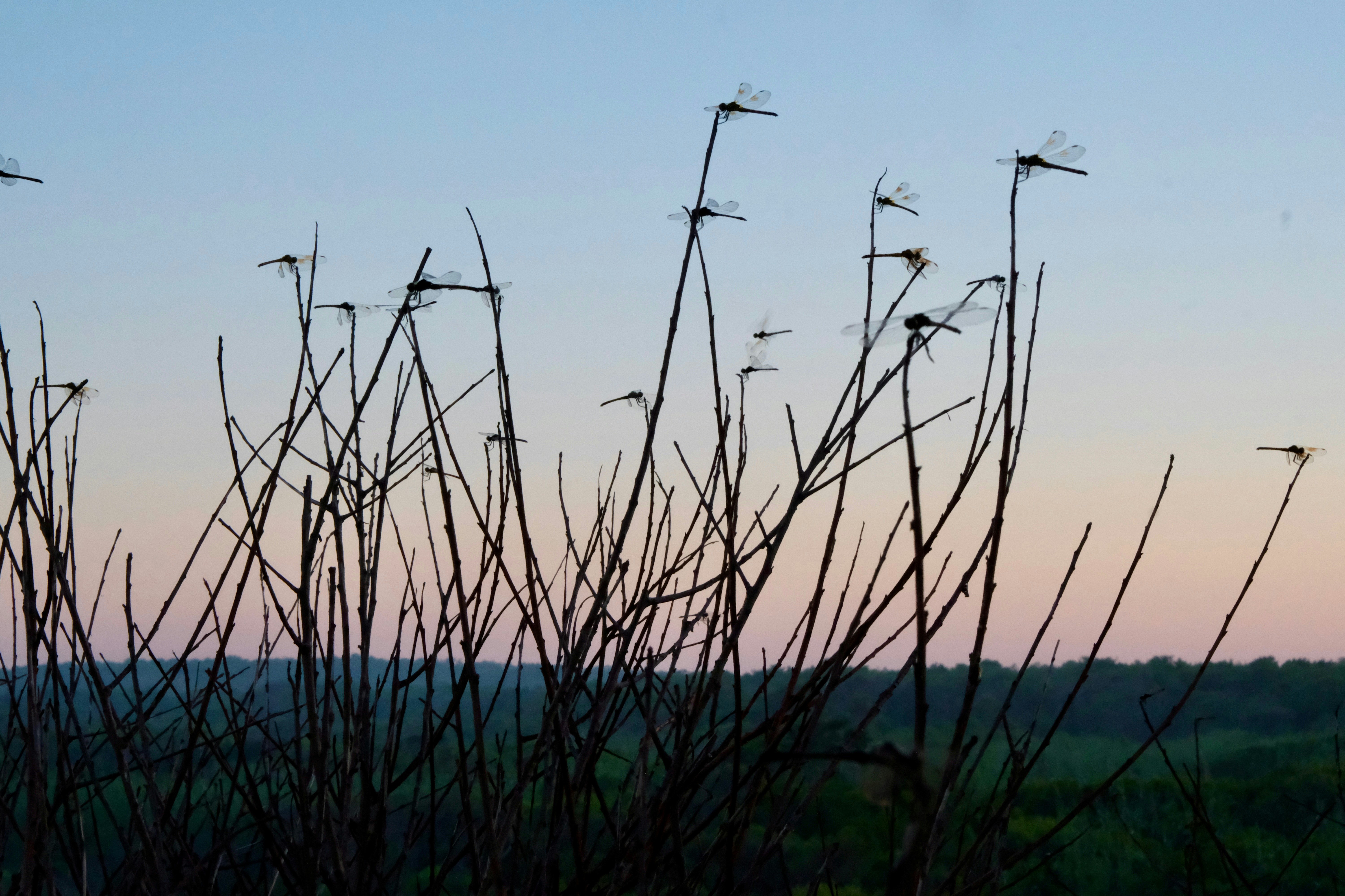 A view of a field with tall grass in the foreground