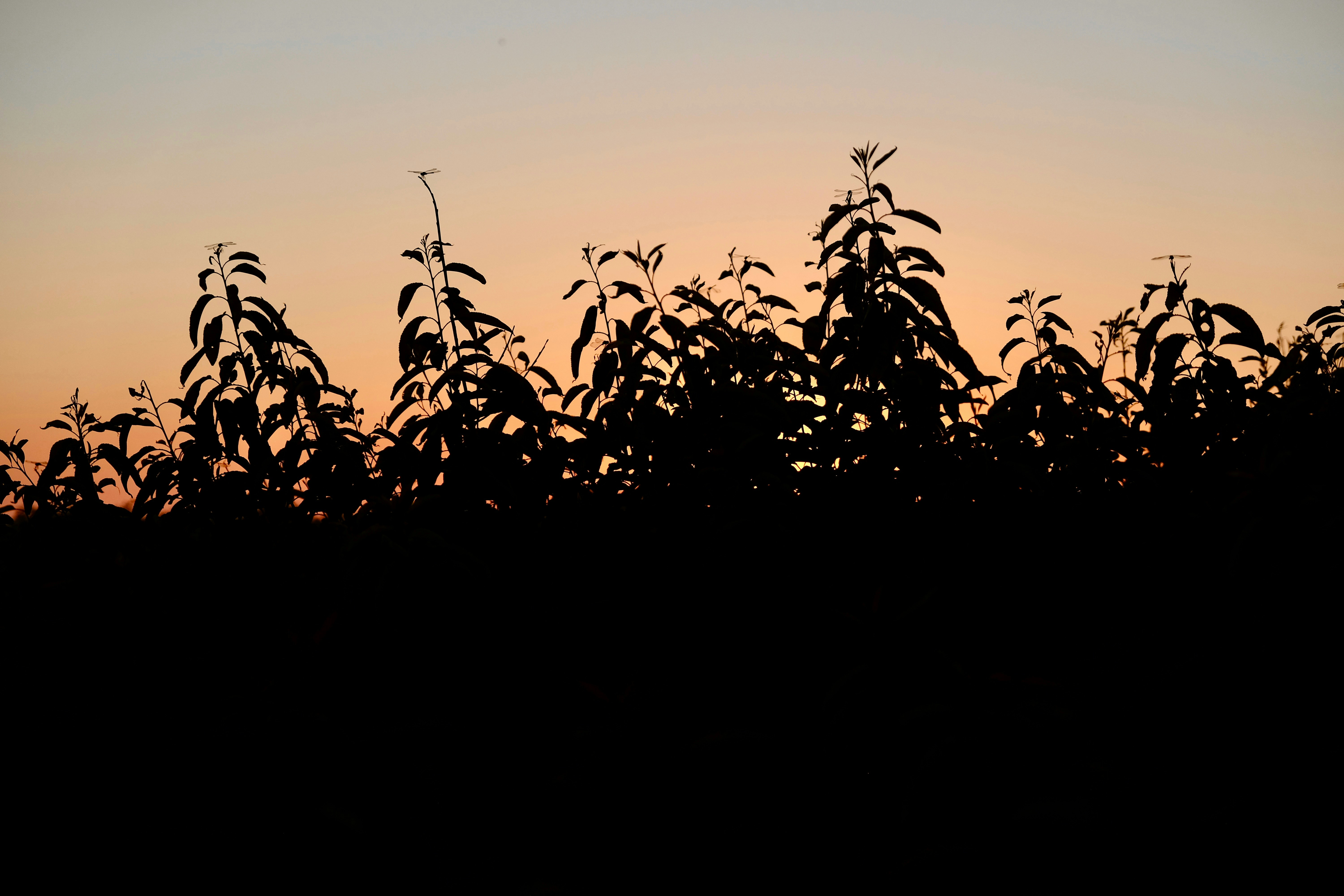 A bird flying over a field of tall grass